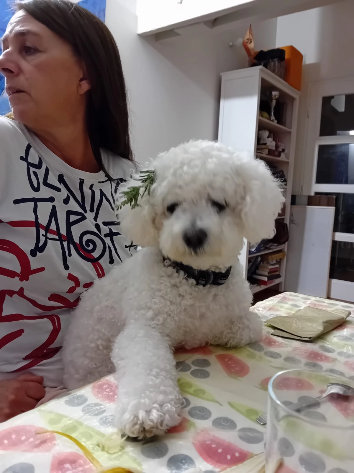 Coco - 231 Rue Sainte-Catherine, Mespaul