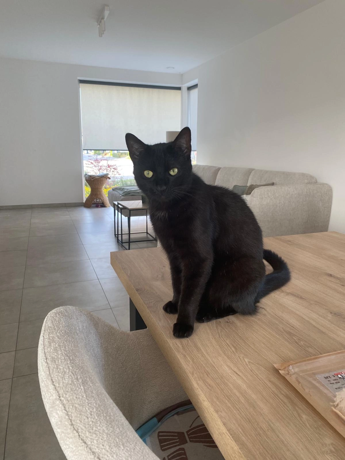 ZORRO - Hoogstraat, Deinze