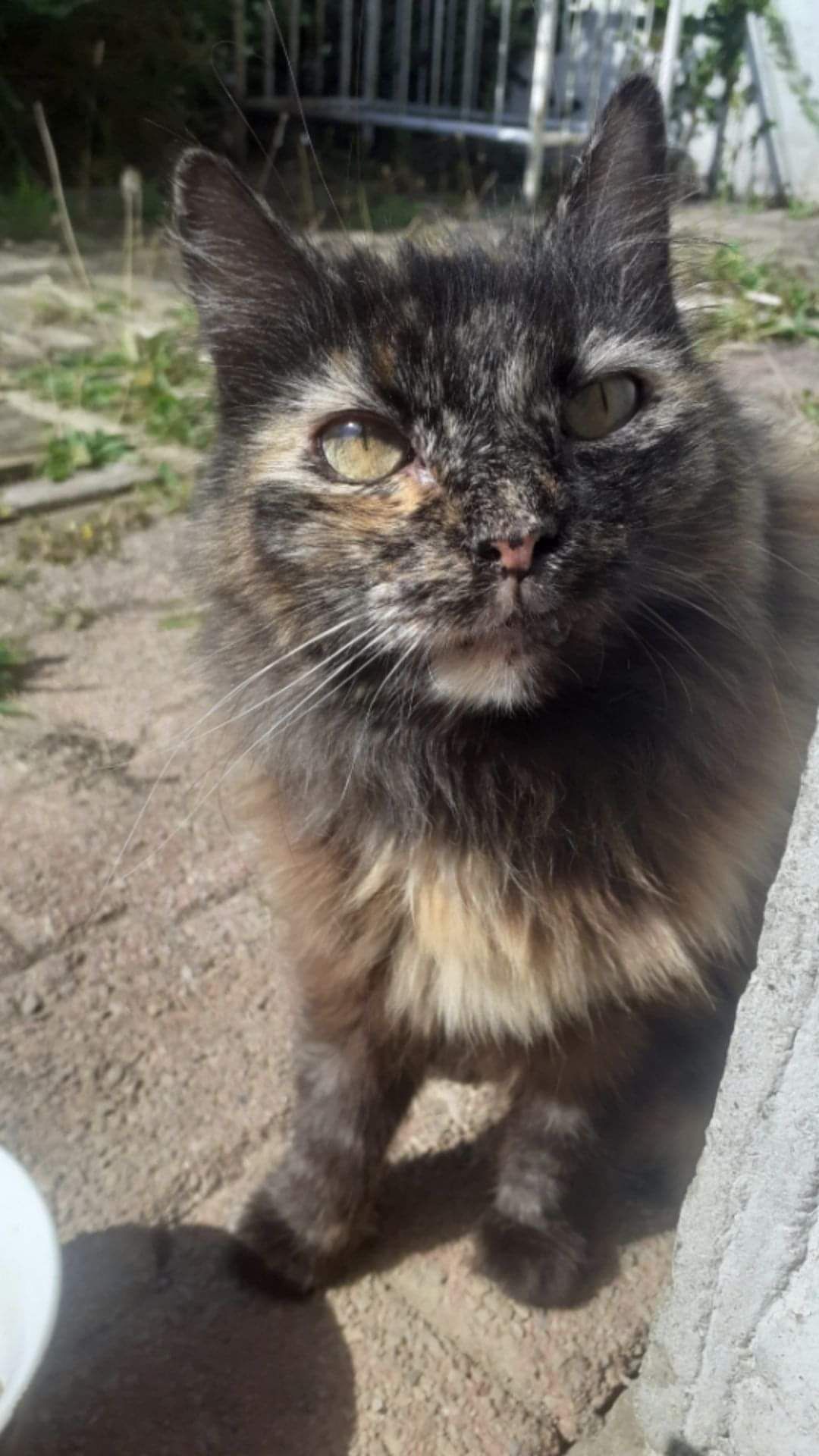 Shakira - Avenue De La Résistance., Lannion