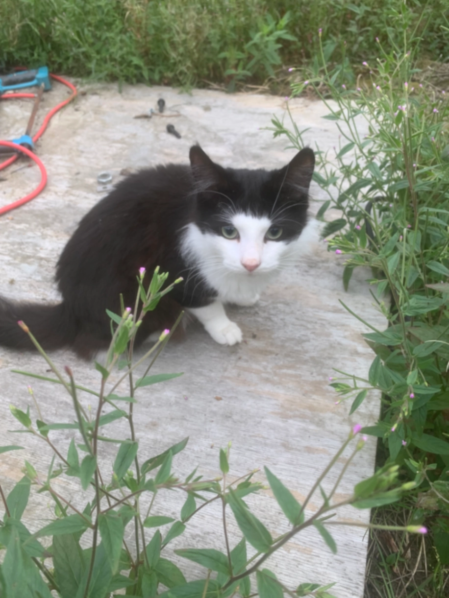 Pickles - Cypress Gardens, Dundalk