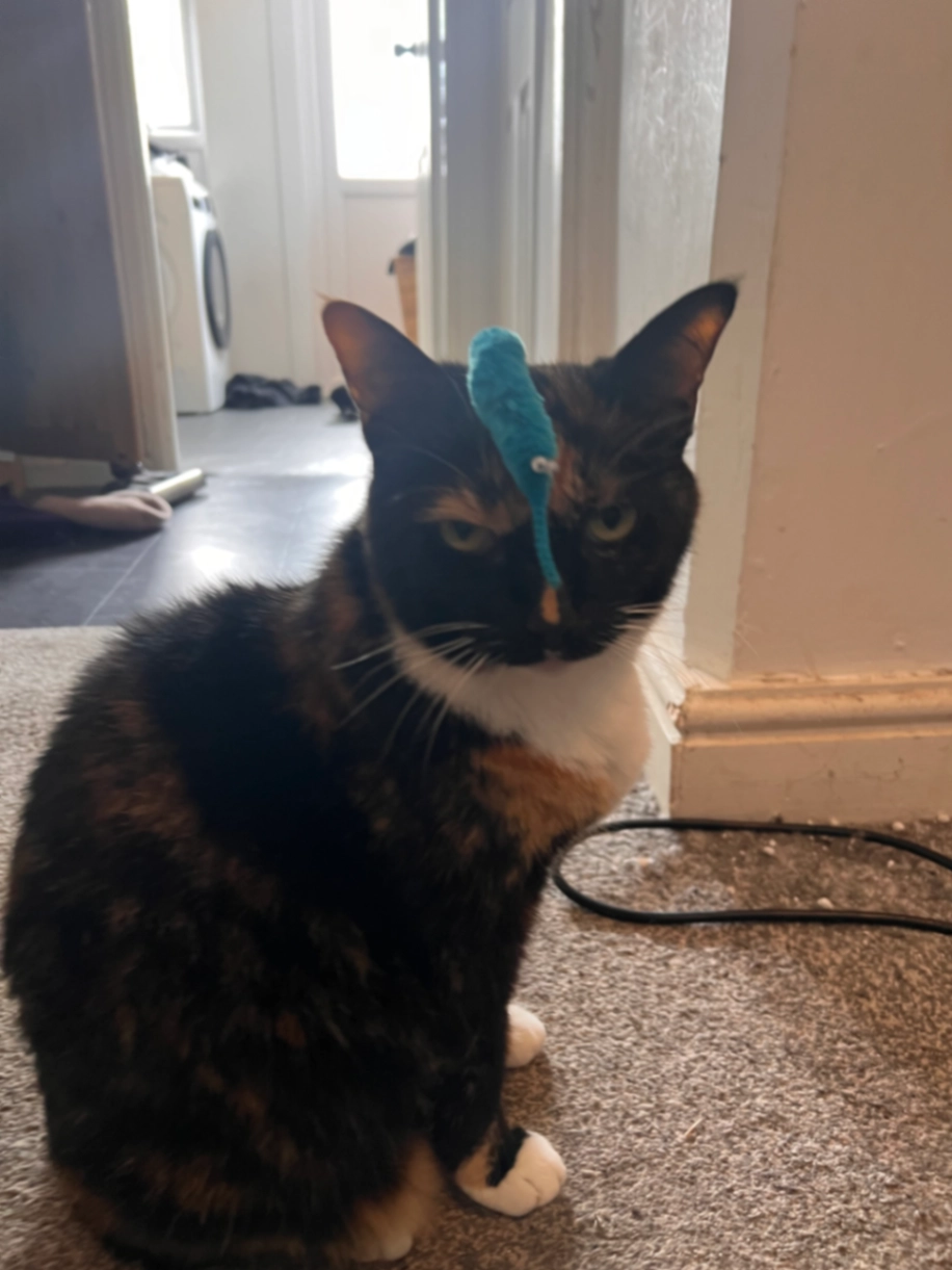 Suki - PL4 9, Plymouth