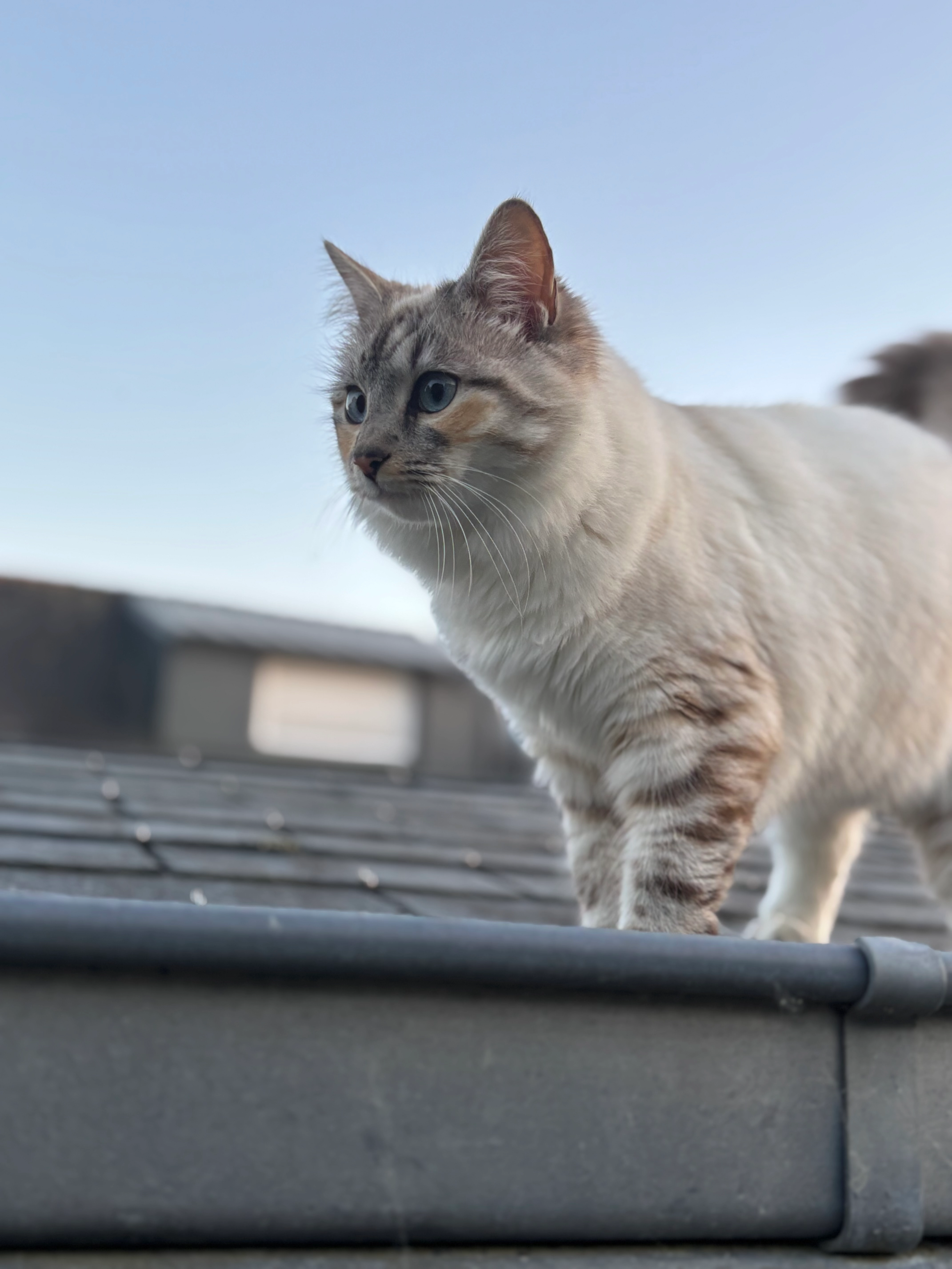 Oups - 10 Rue de la Mer, La Forêt-Fouesnant