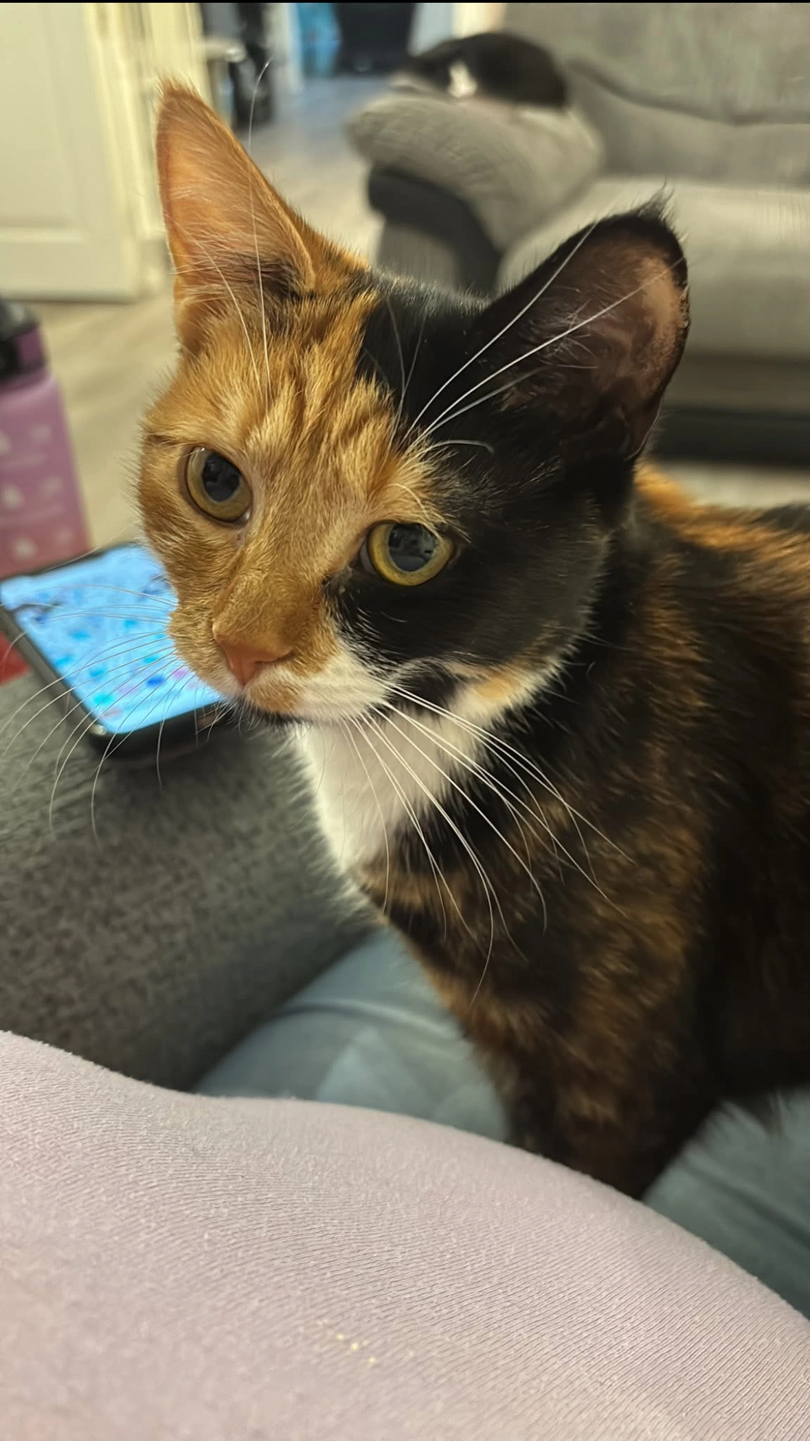 Biscuit - Olympic Park Road, Andover