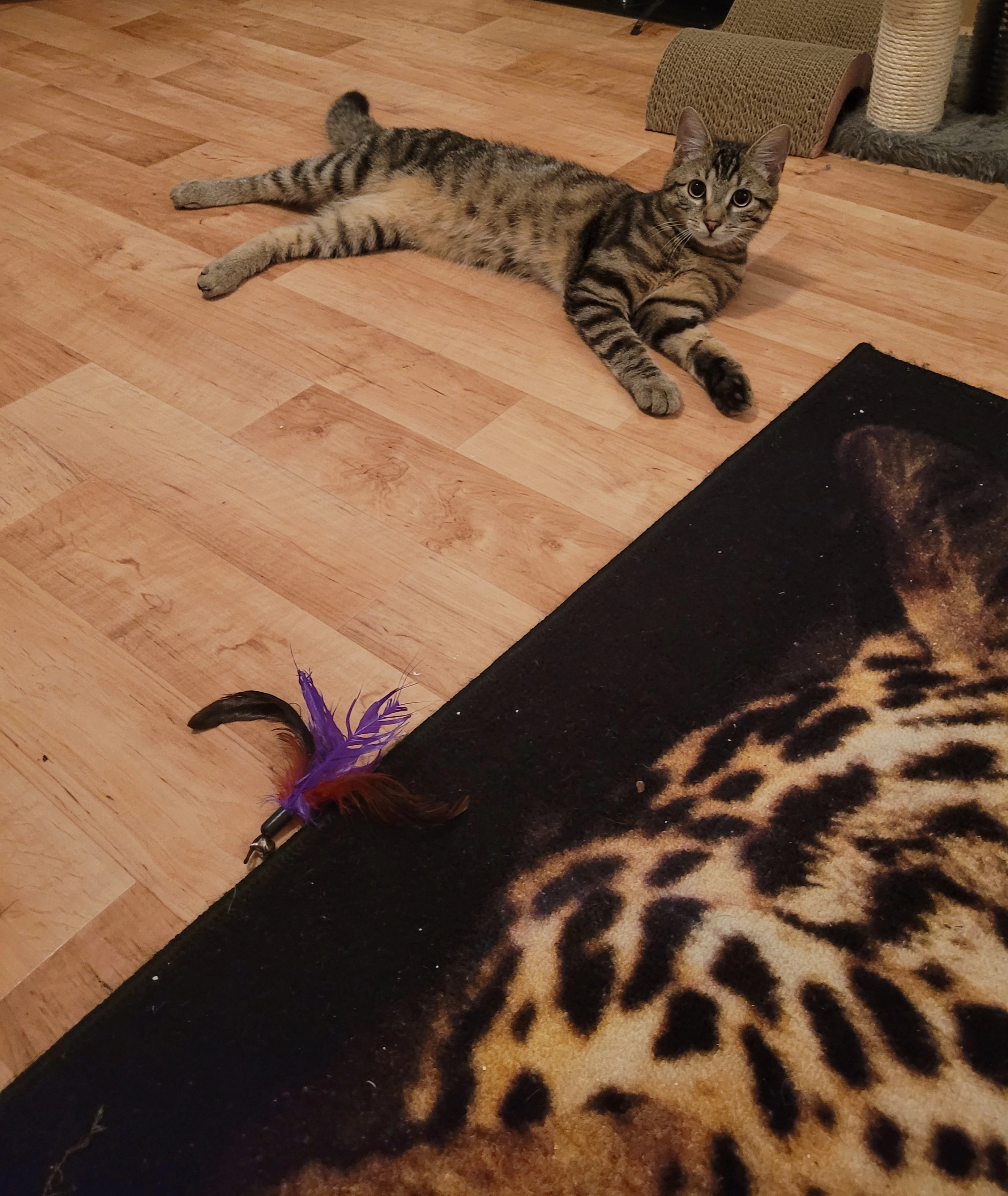 Simba - Kaiserstraße, Saarbrücken