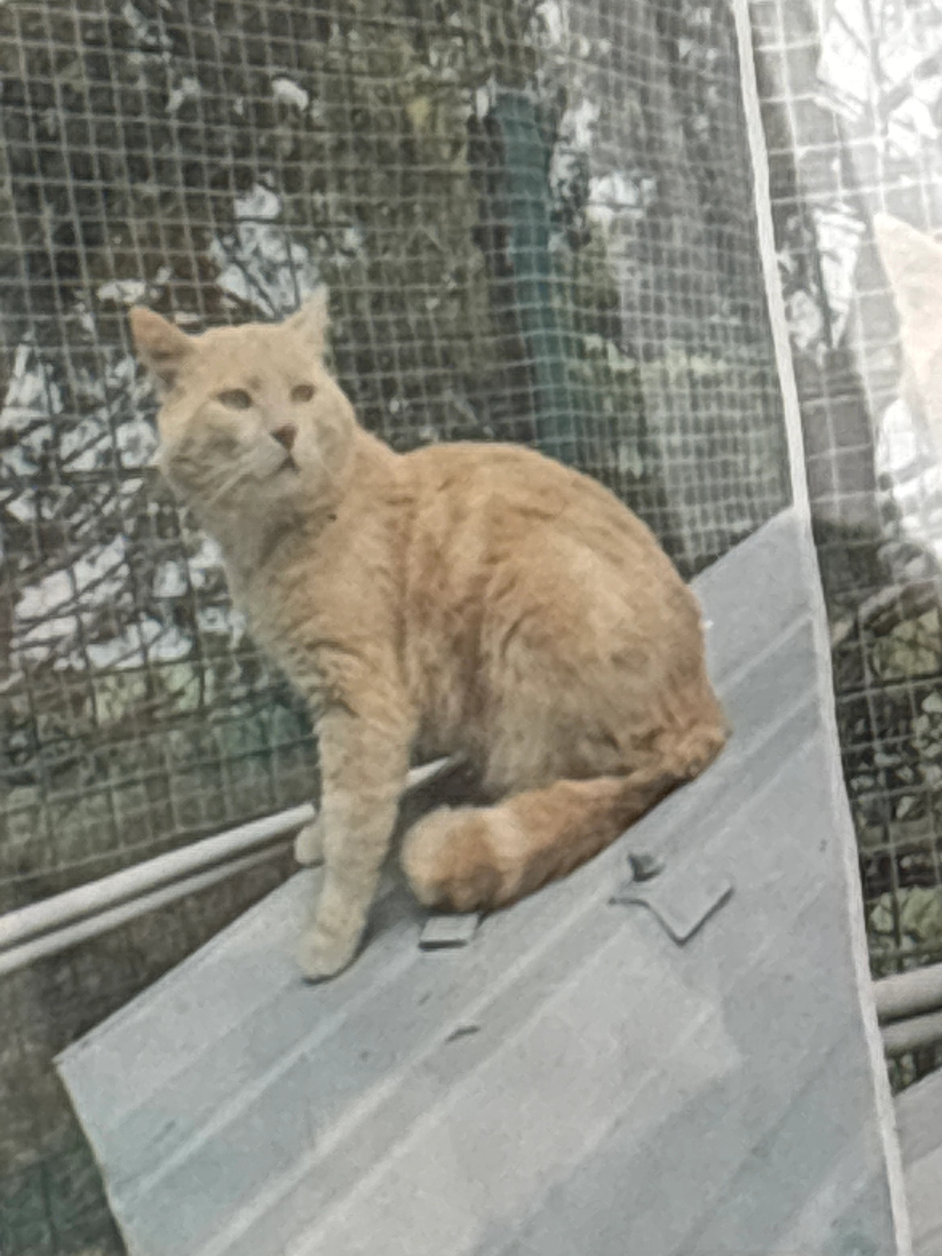 Titi - Avenue De Paris, Saint-Martin-d'Ablois