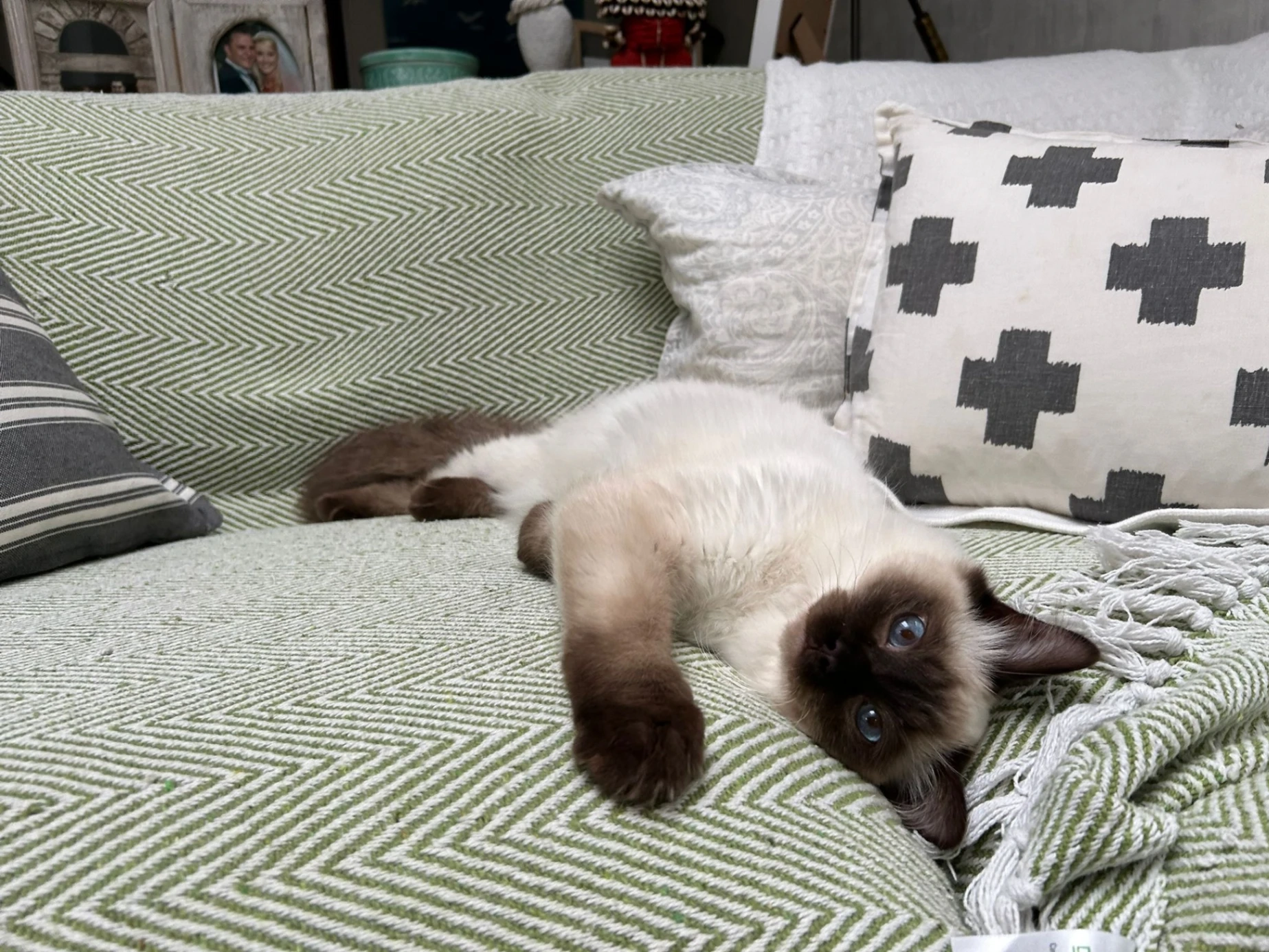 Toto - Dukes Drive, Tunbridge Wells