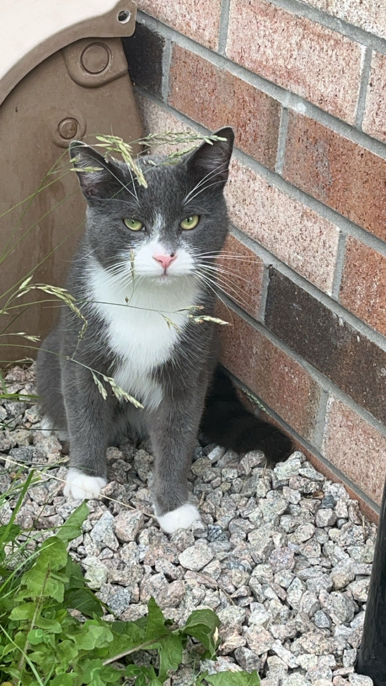Moon/Mawmaw - Dee Gardens, Dundee