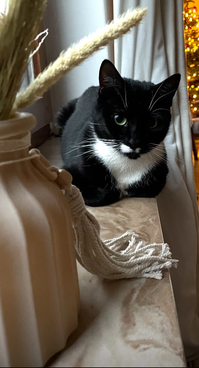 Chloe - Am Geilenbek, Neumünster