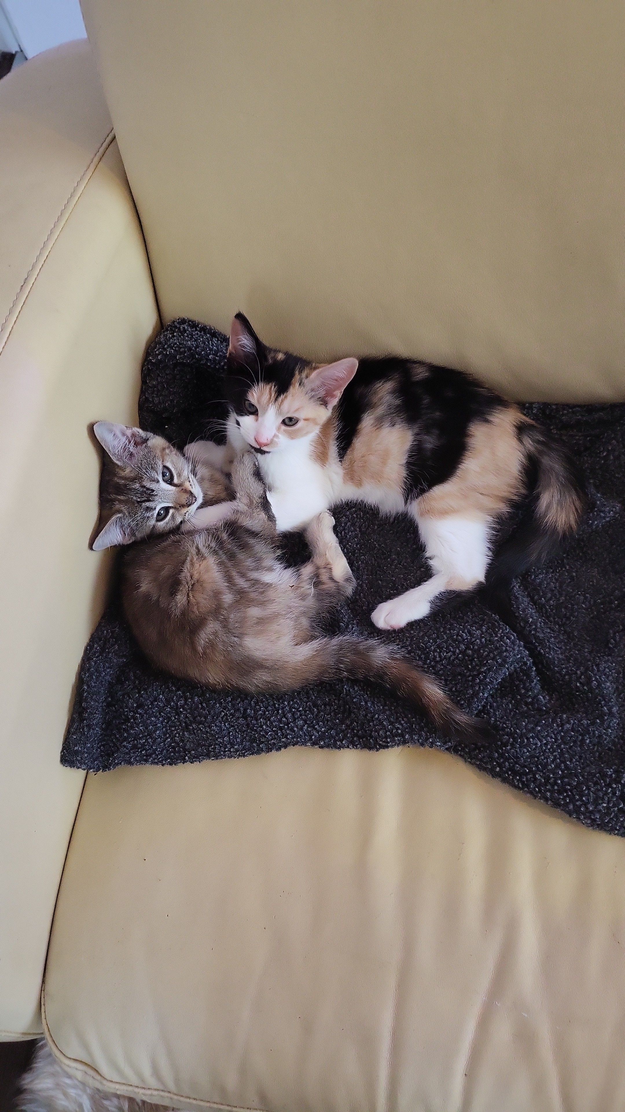 Cocoa and Cheesecake - Captain's Hill, Sleaford