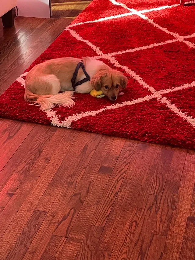 Pablo  - 6 Winnifred St, Bay Shore