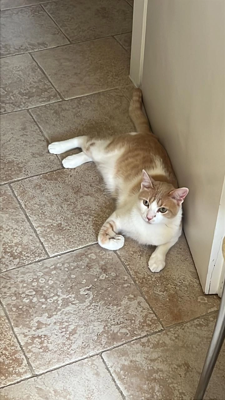 ΤΣΙΚΟ - Χαλεπά, Athens