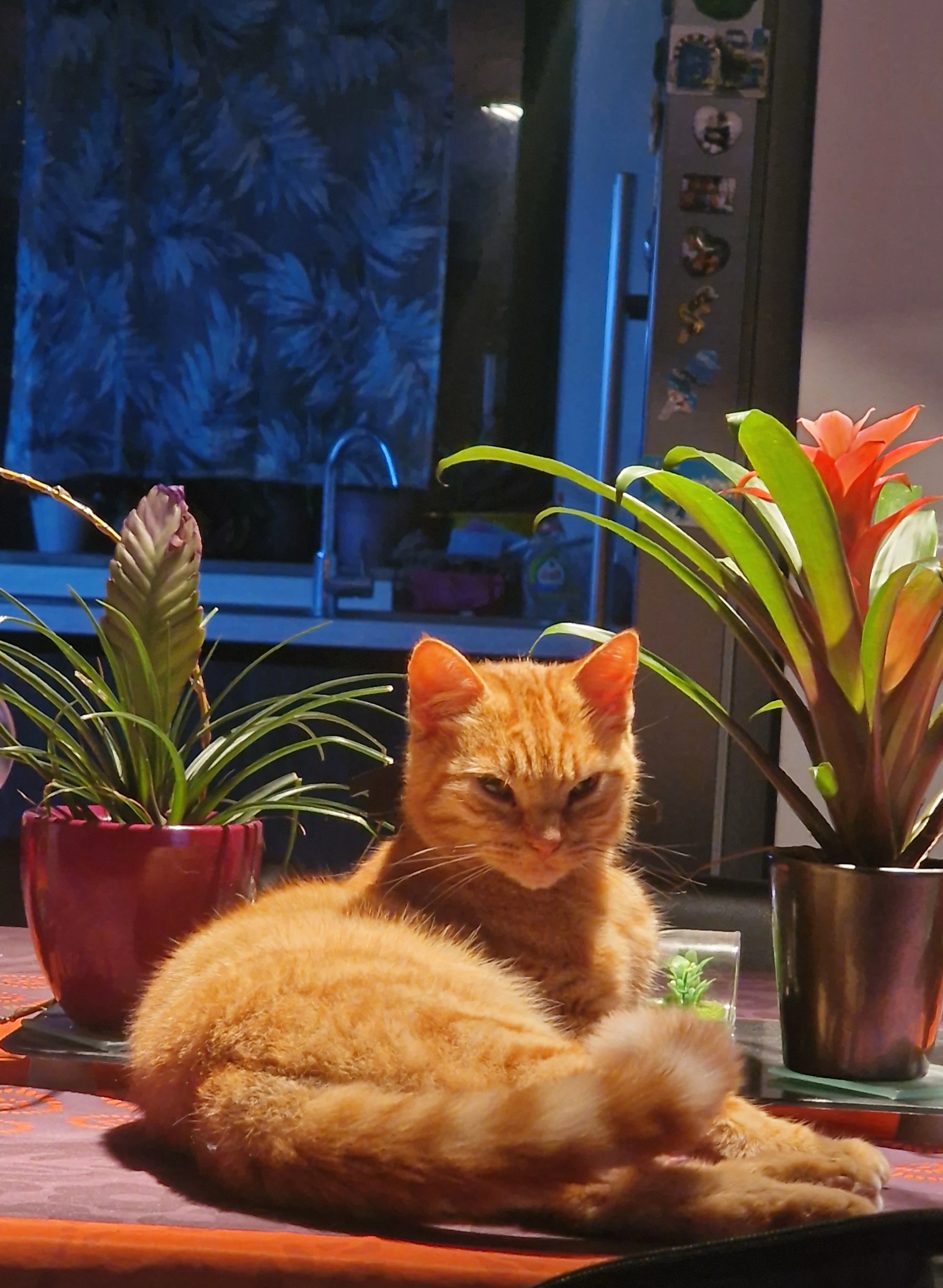 Jack - Kamiel Topweg, La Panne