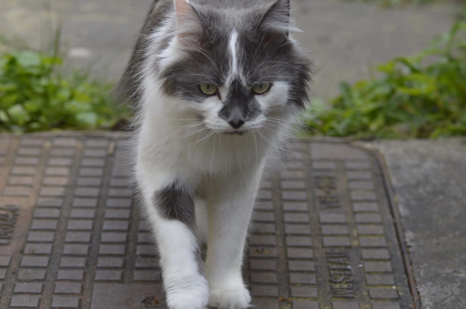 Aku - Broomhill Avenue, Knottingley