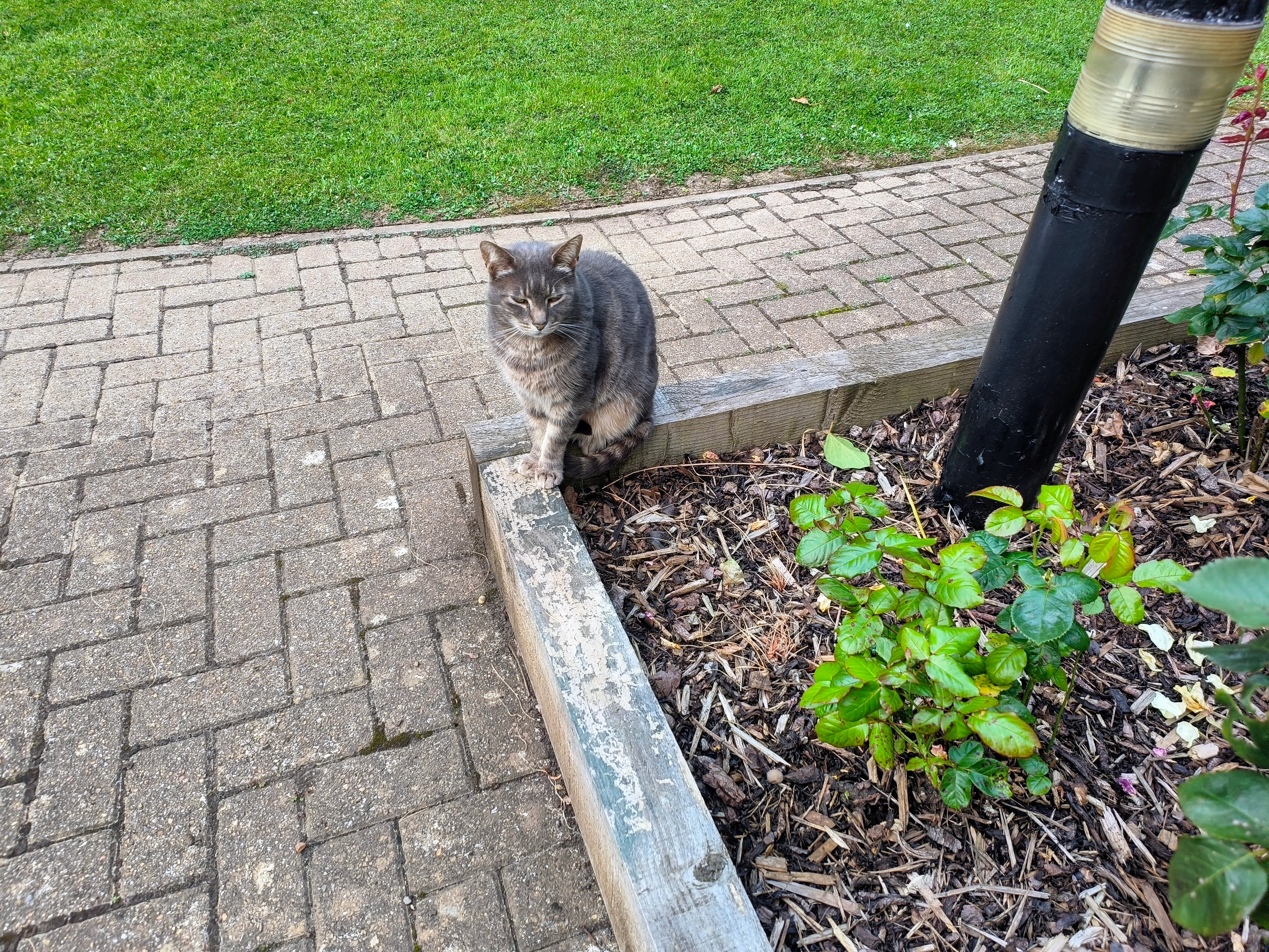 Grey  - Home Mead, Waterlooville