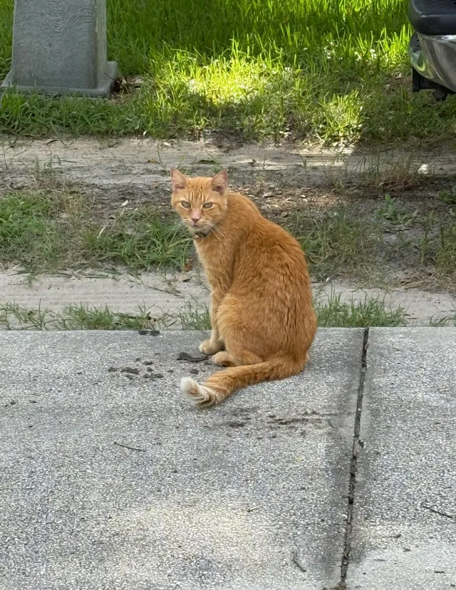 tigger - Gables Drive, Eustis