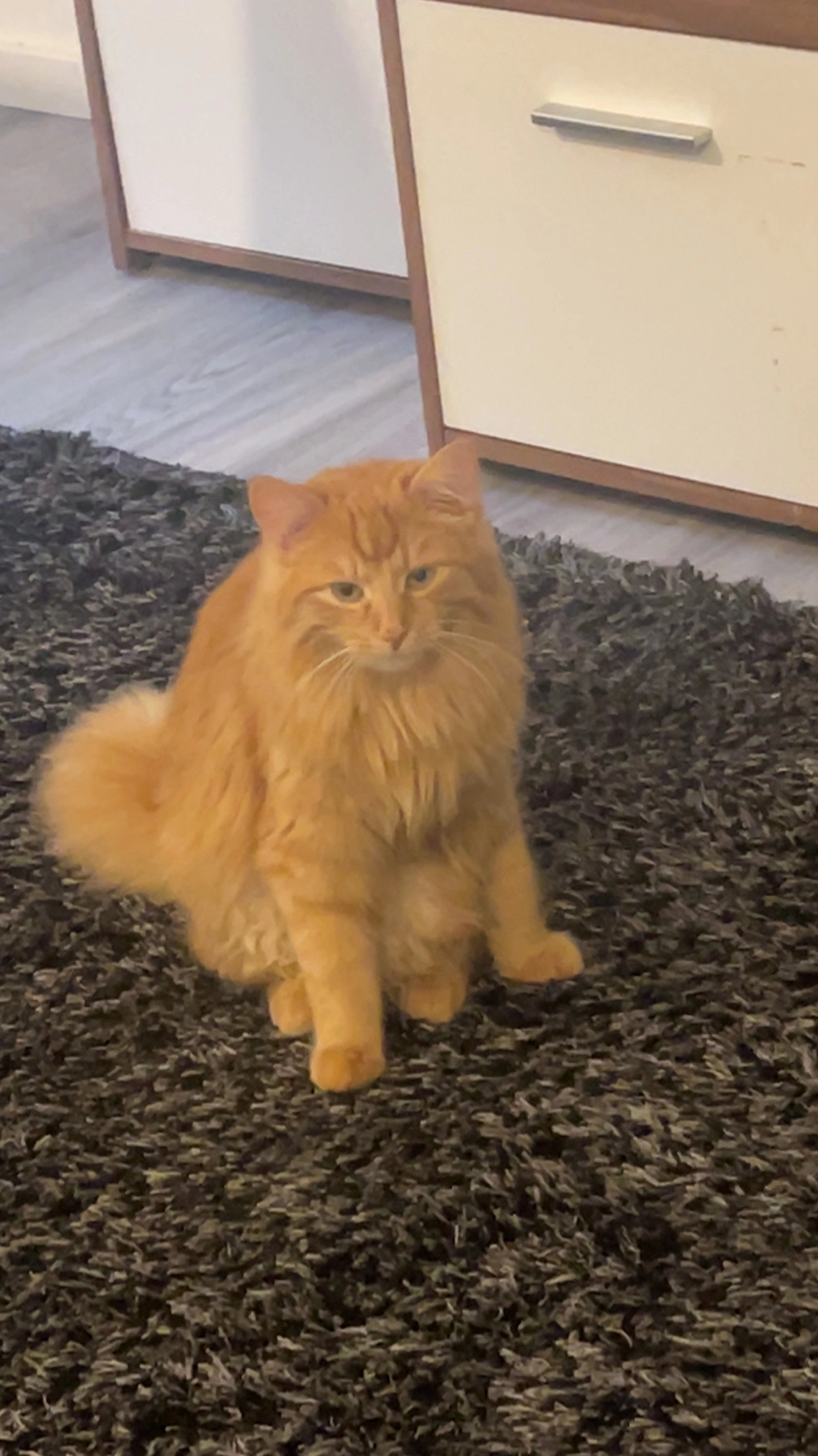 Tomi - Mariabrunner Straße, München