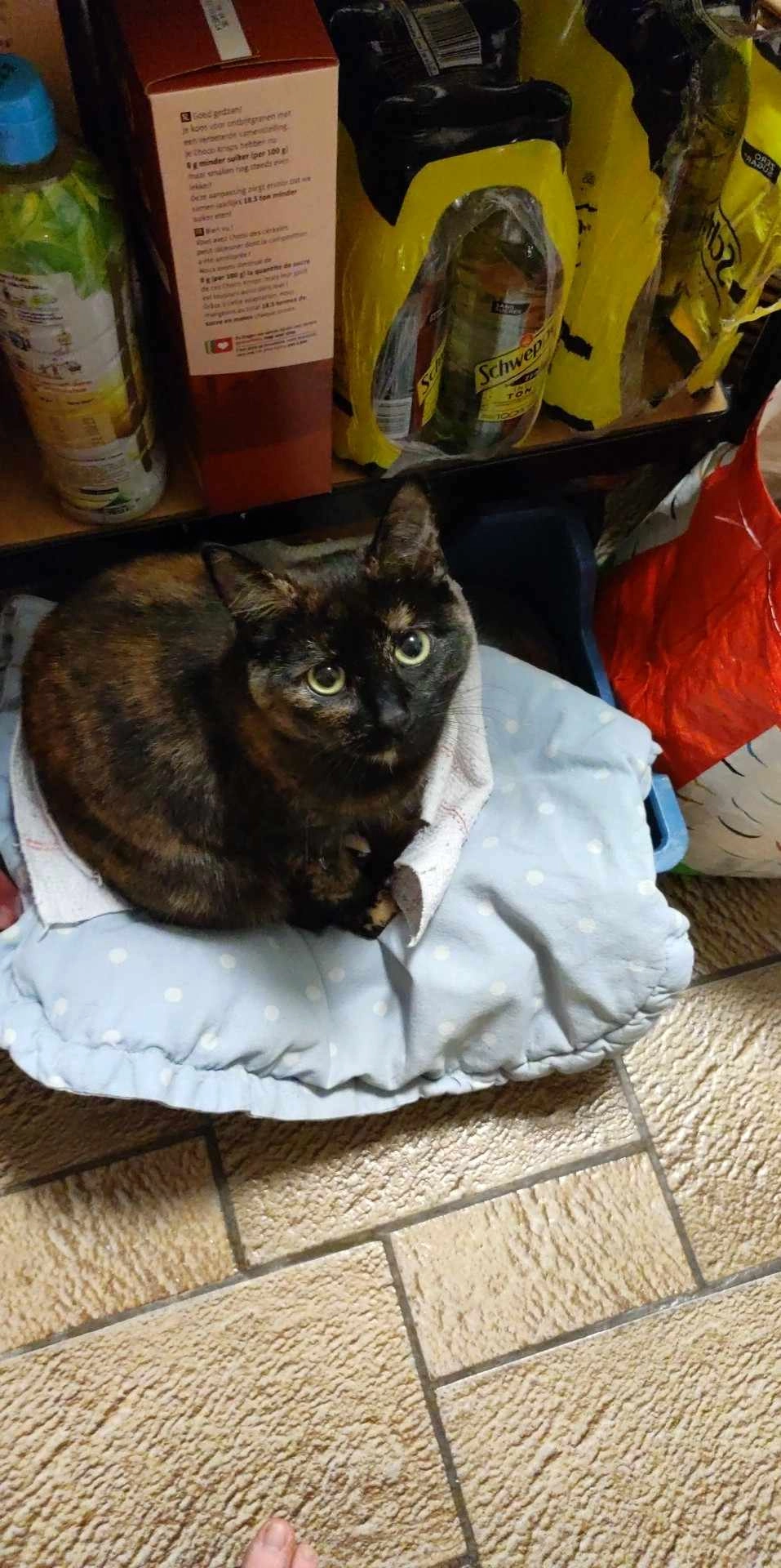 Mélusine  - Rue Des Sittelles, Charleroi