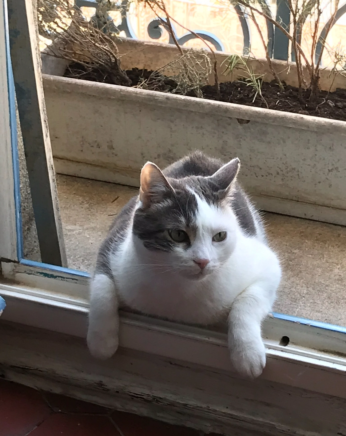 Leo - 2 Rue Jeanne d'Arc, Manduel