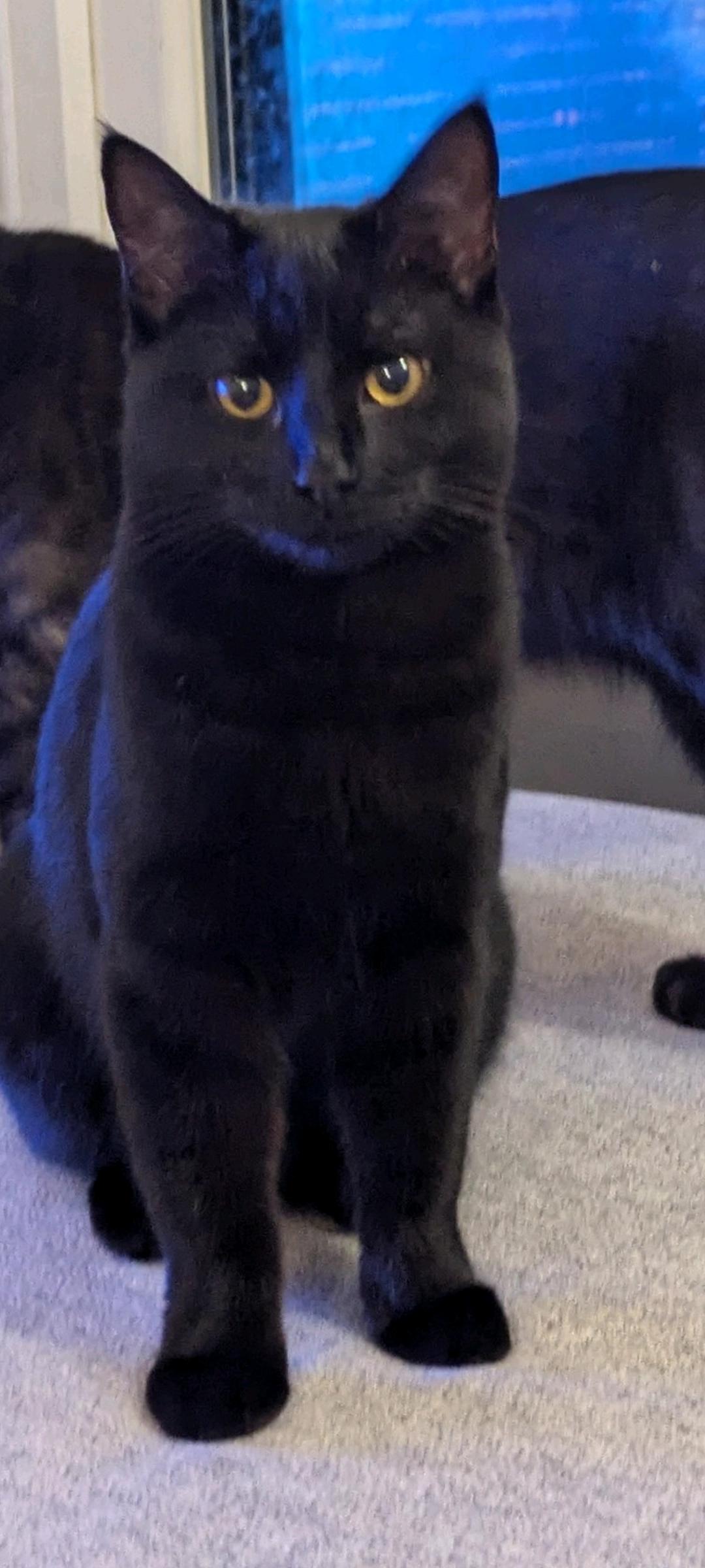 Lizzie - Farm Lane, Tonbridge