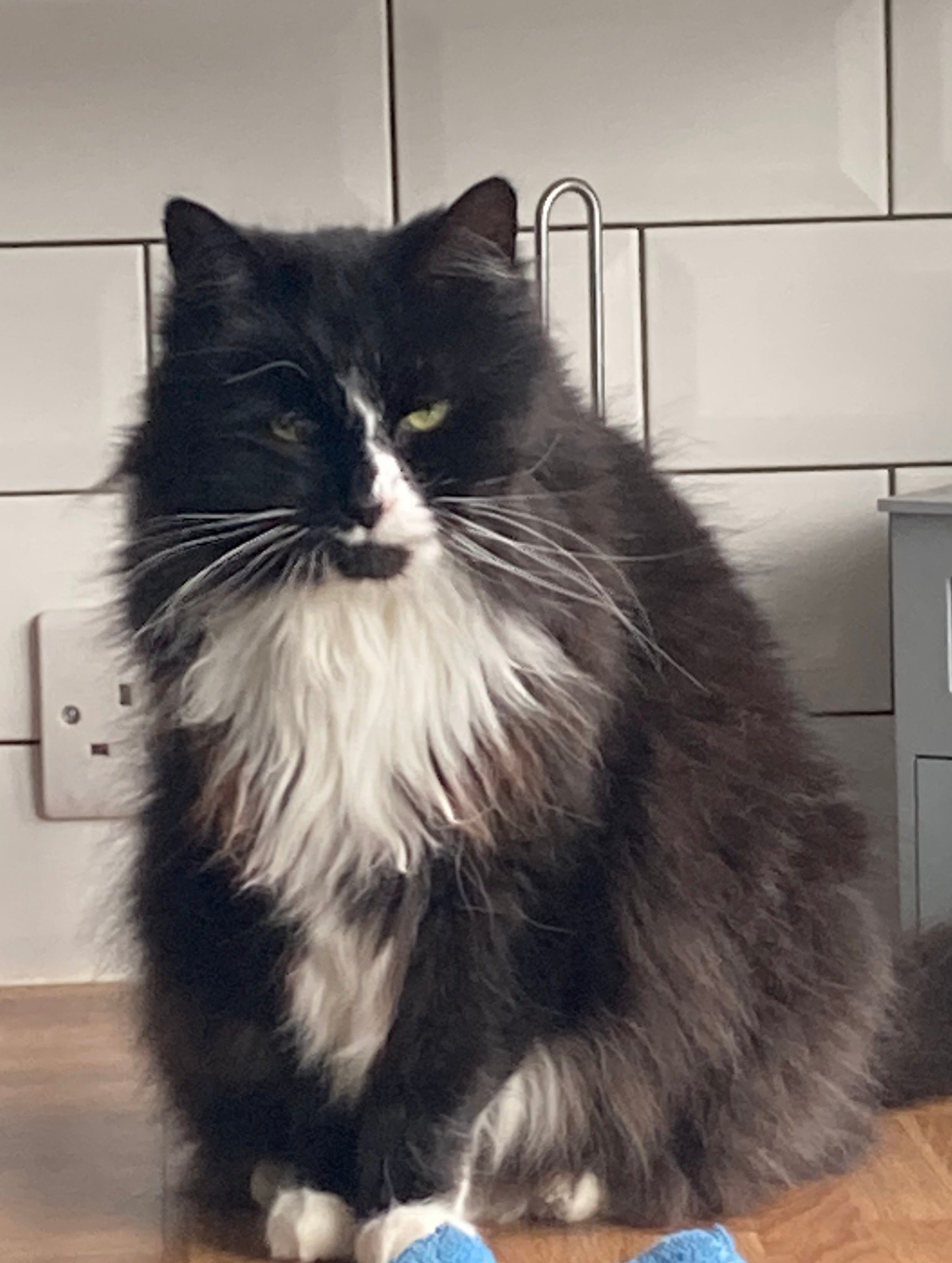 Mitzi  - Nant Garmon, Mold