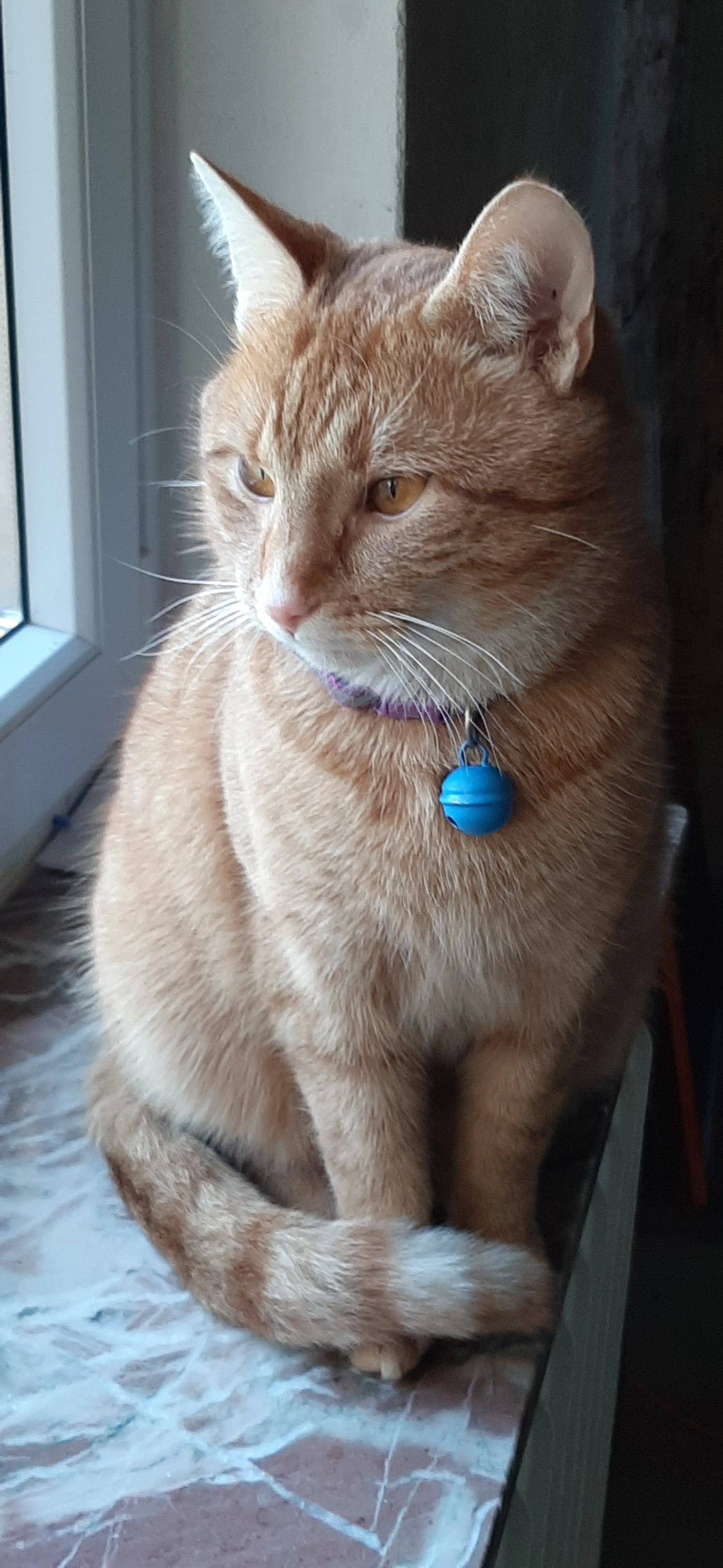 Fandog - Estedeich, Hamburg