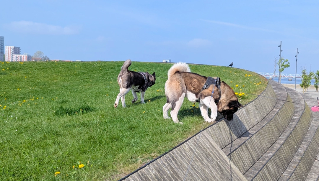 Artur - Hjørringvej 178, Nørresundby