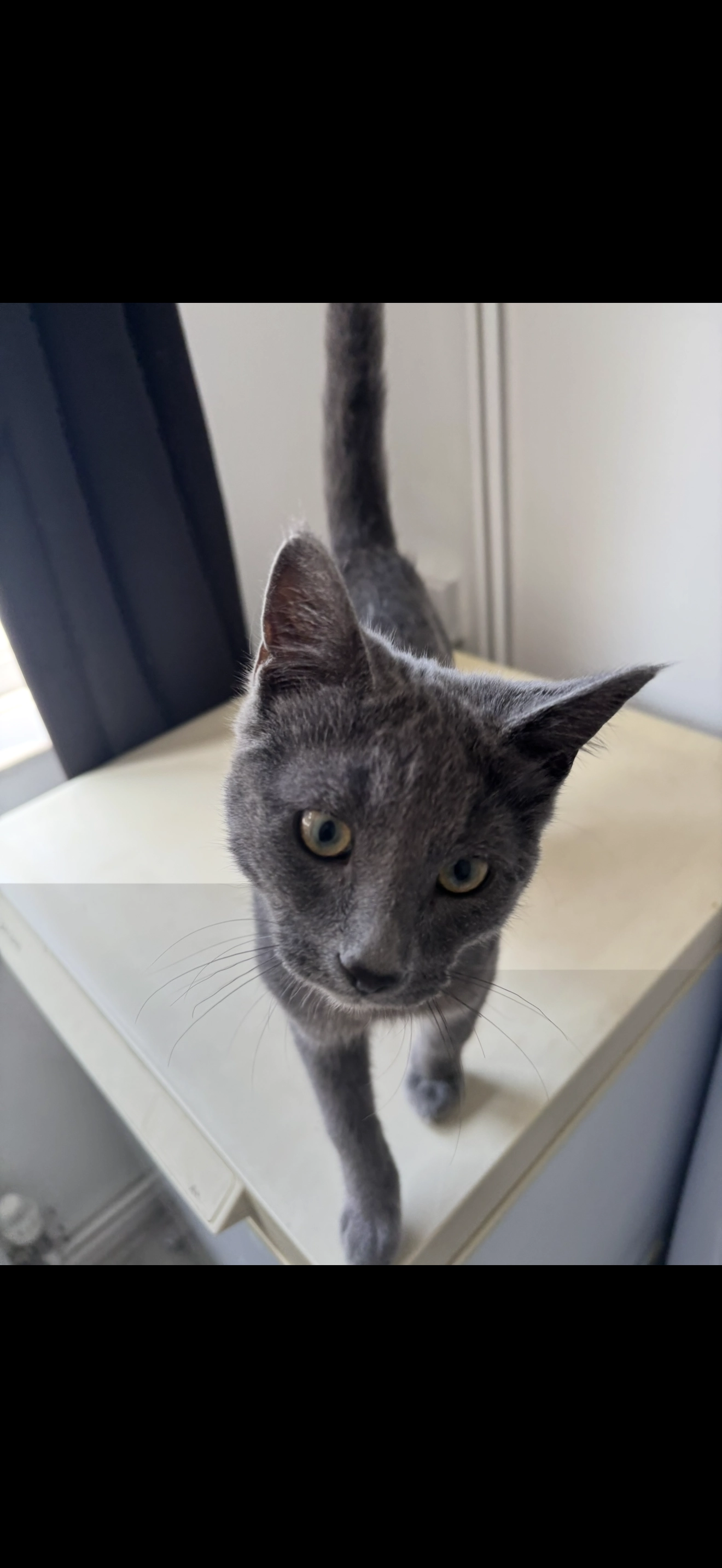 Tom - BS35 2, Bristol