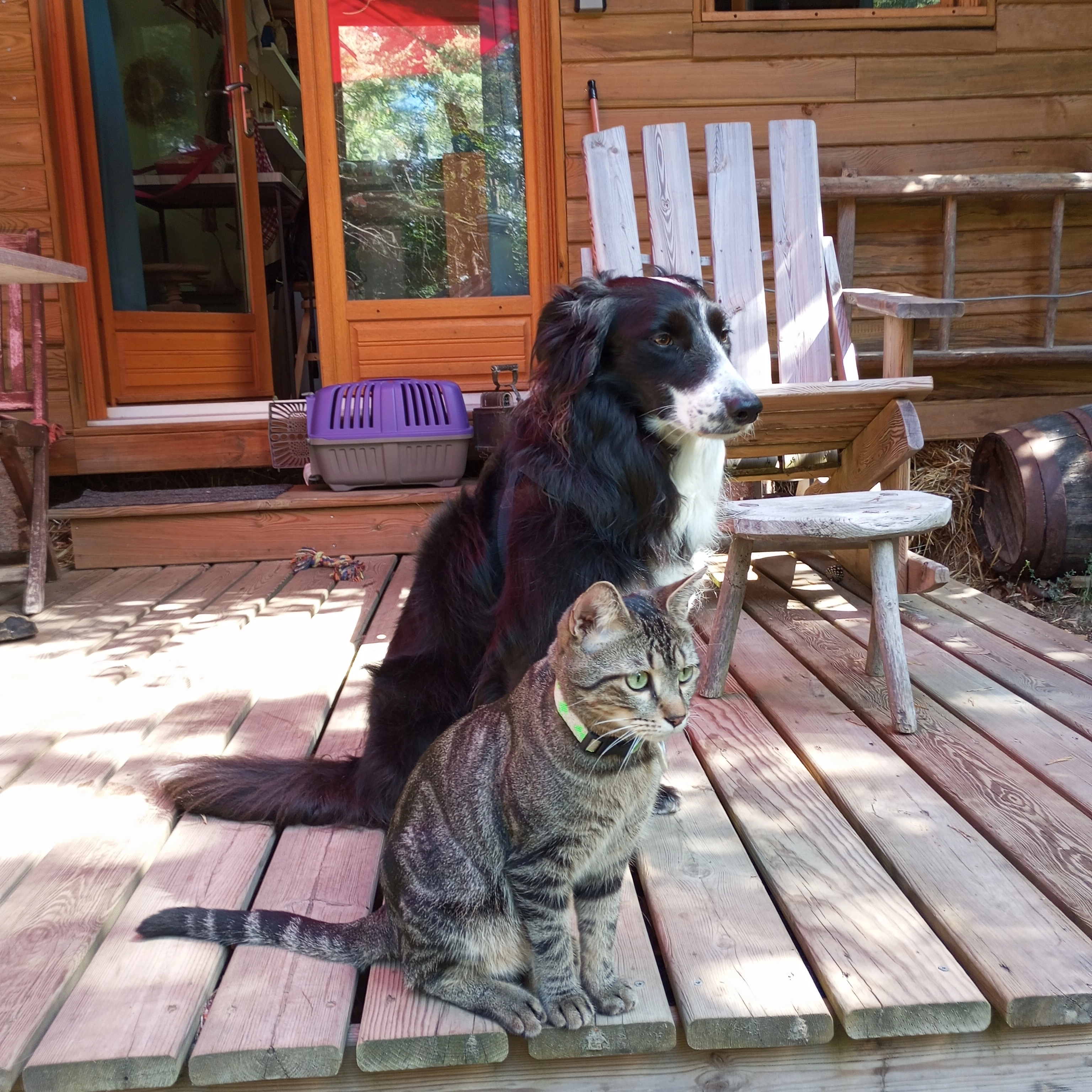 Tigrou - Route des Narcisses, Saint-Clément-de-Valorgue