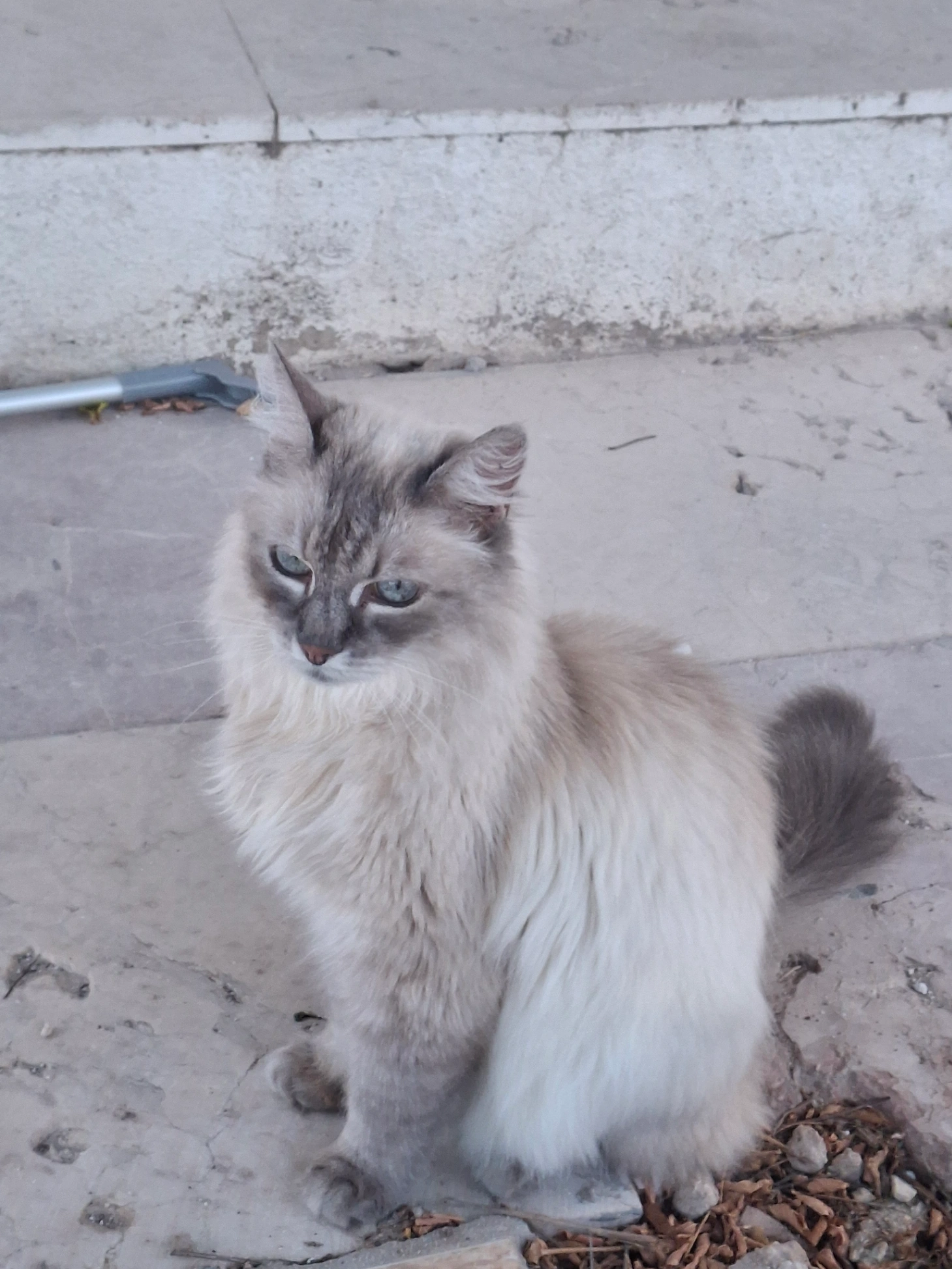 Fee - Vereda dels Polsegueros, la Romana