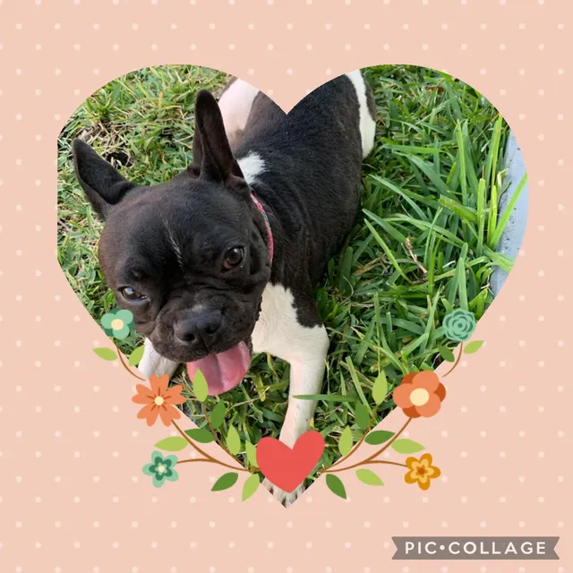 Roxie - Caribbean Boulevard, Cutler Bay