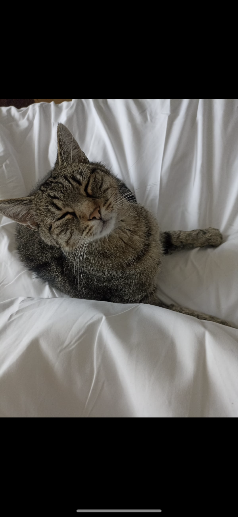 erik - Roseggerstraße, Gotha