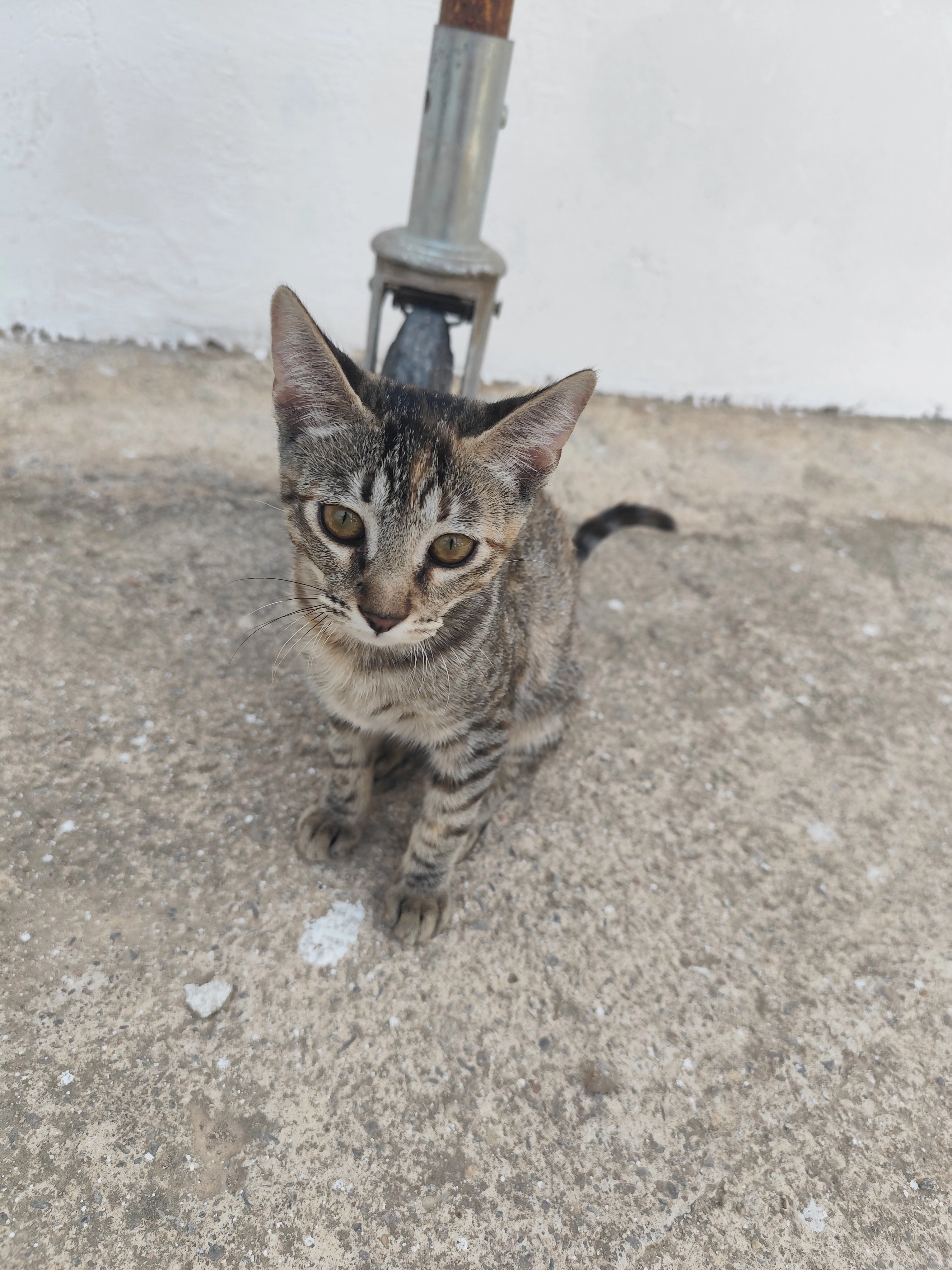 Lily - Calle 430, Paterna