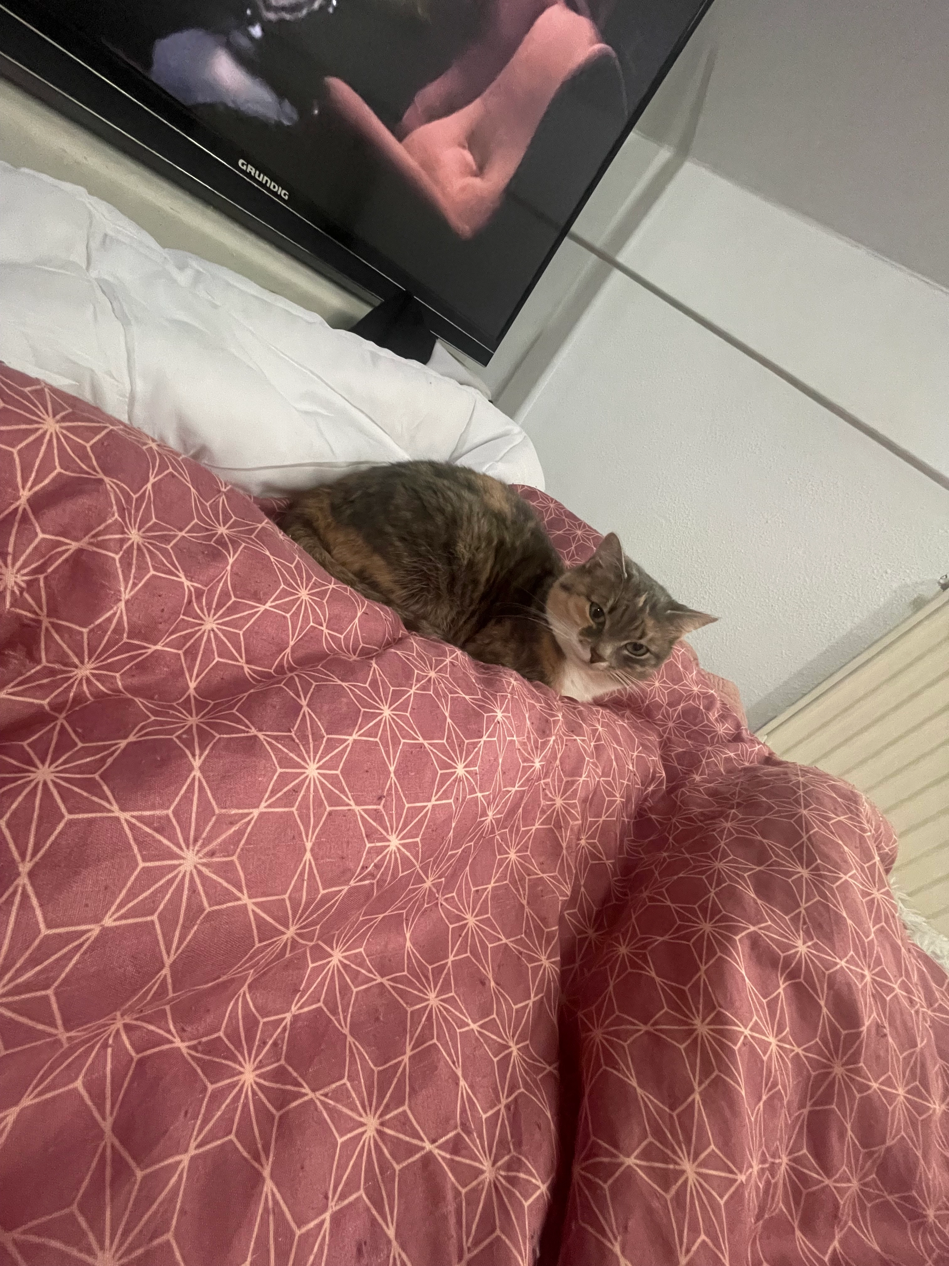 Bella - Martin-Heigl-Straße, Rottenburg an der Laaber