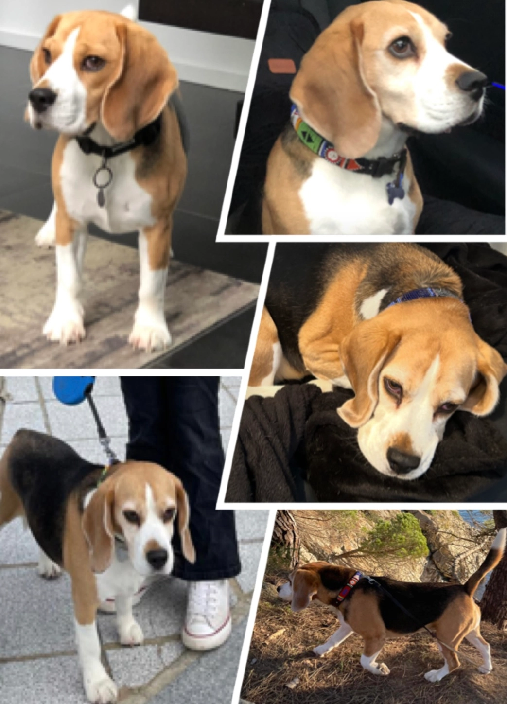 Nell - Rue de la Tulipe, Ixelles