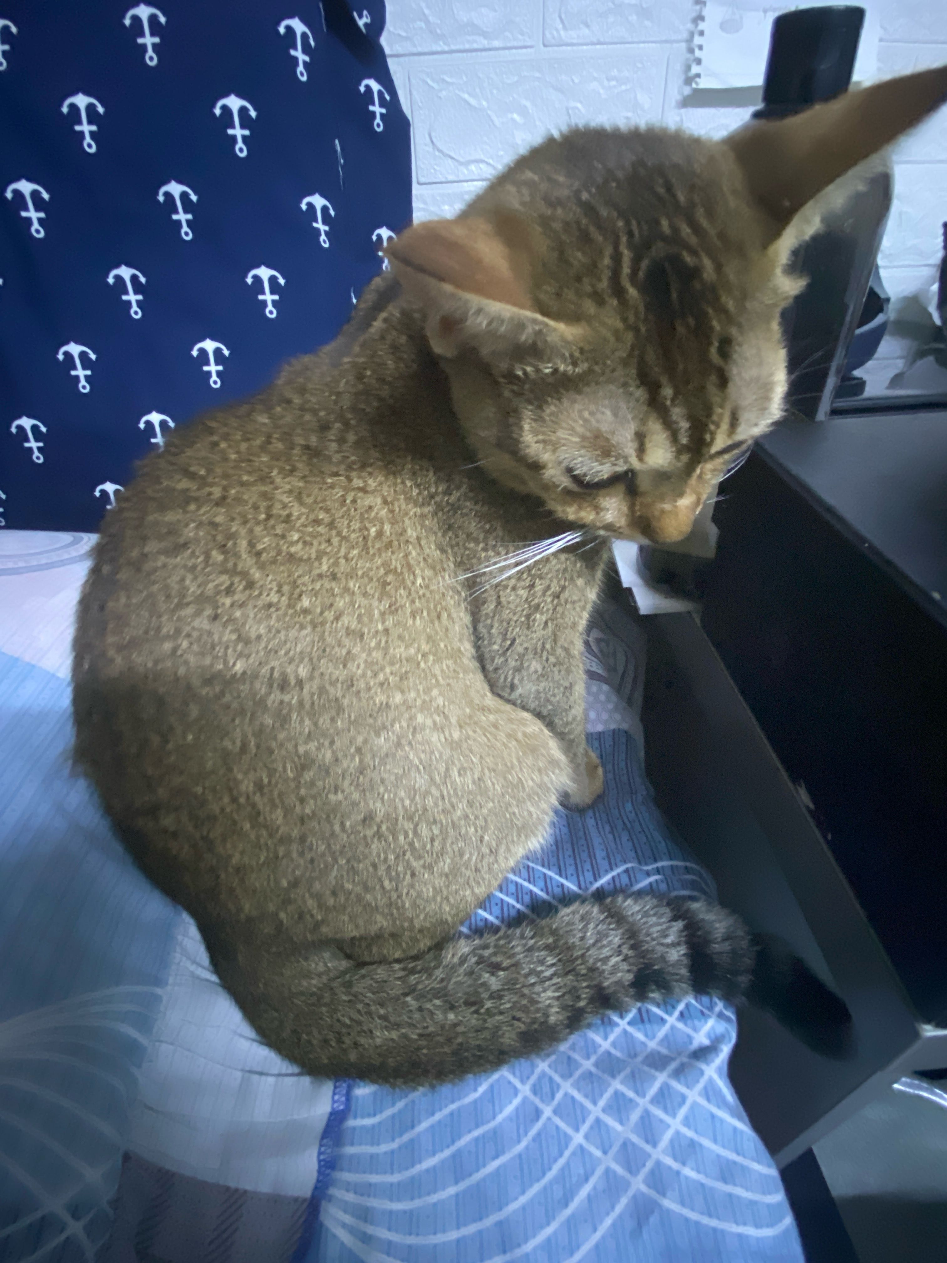 Mi Yaung - Kyauktada Township, Yangon