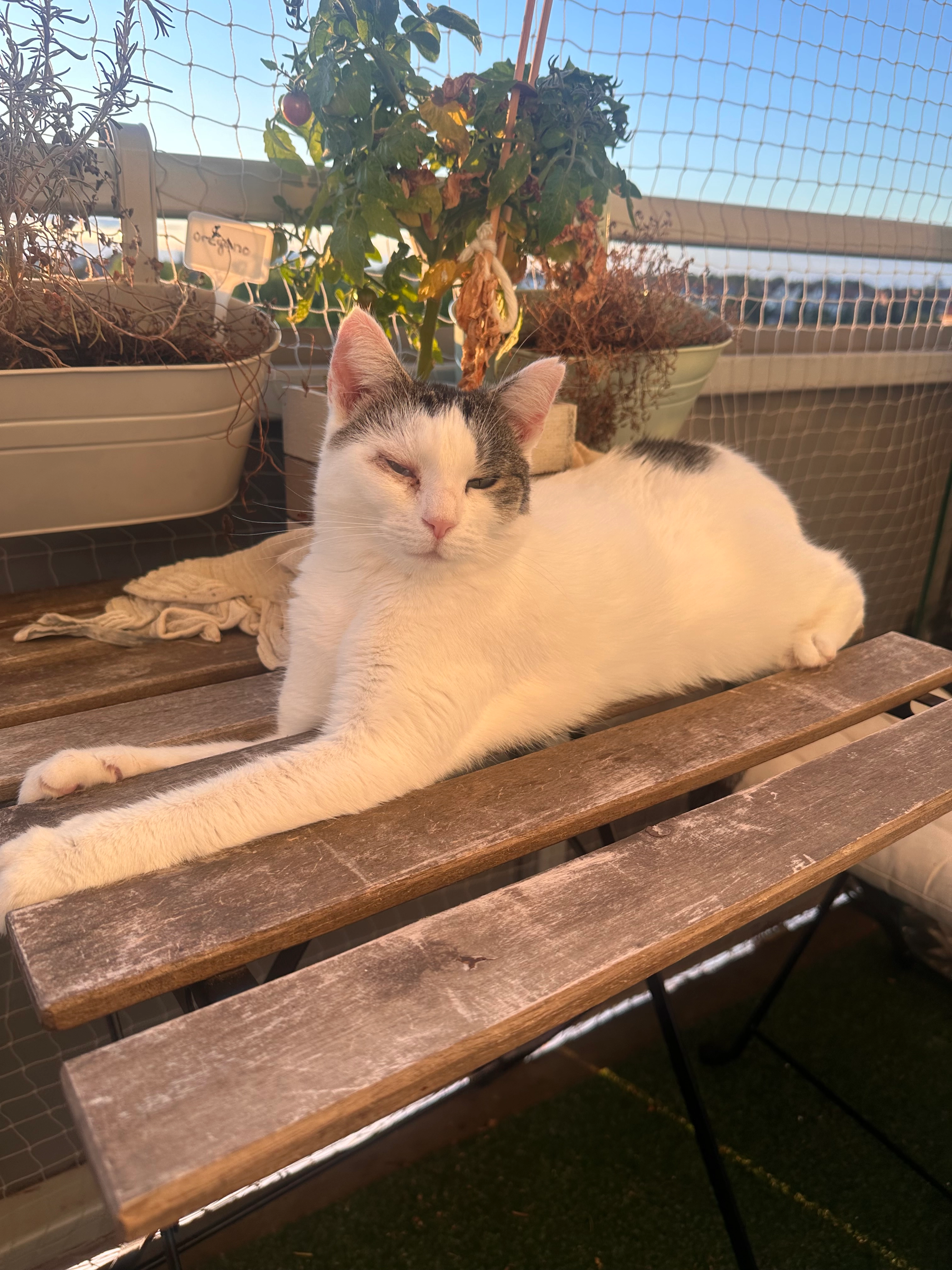 Rose  - Witzlebenstraße, Magdeburg