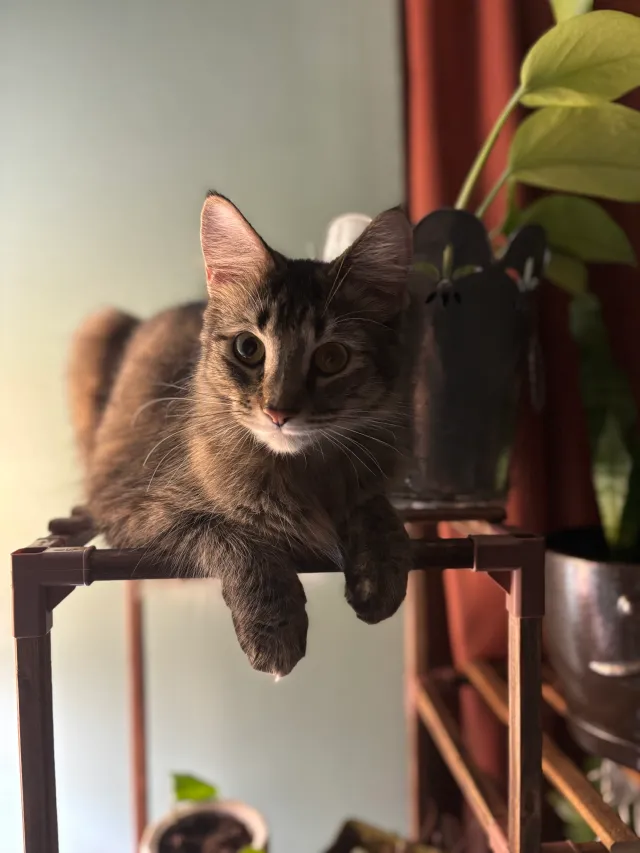 Luna - Rainbow Road, Fraser