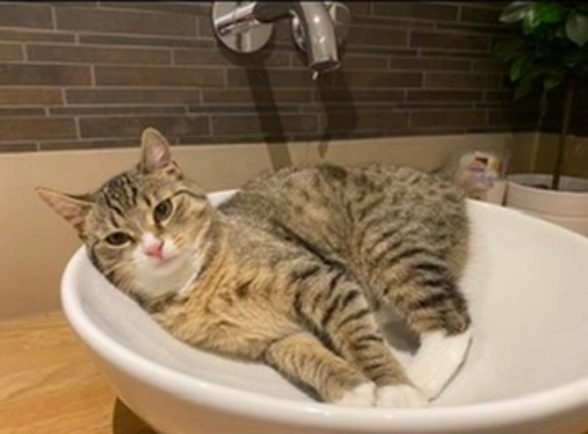 Elli - Vor dem Dorf, Sehnde