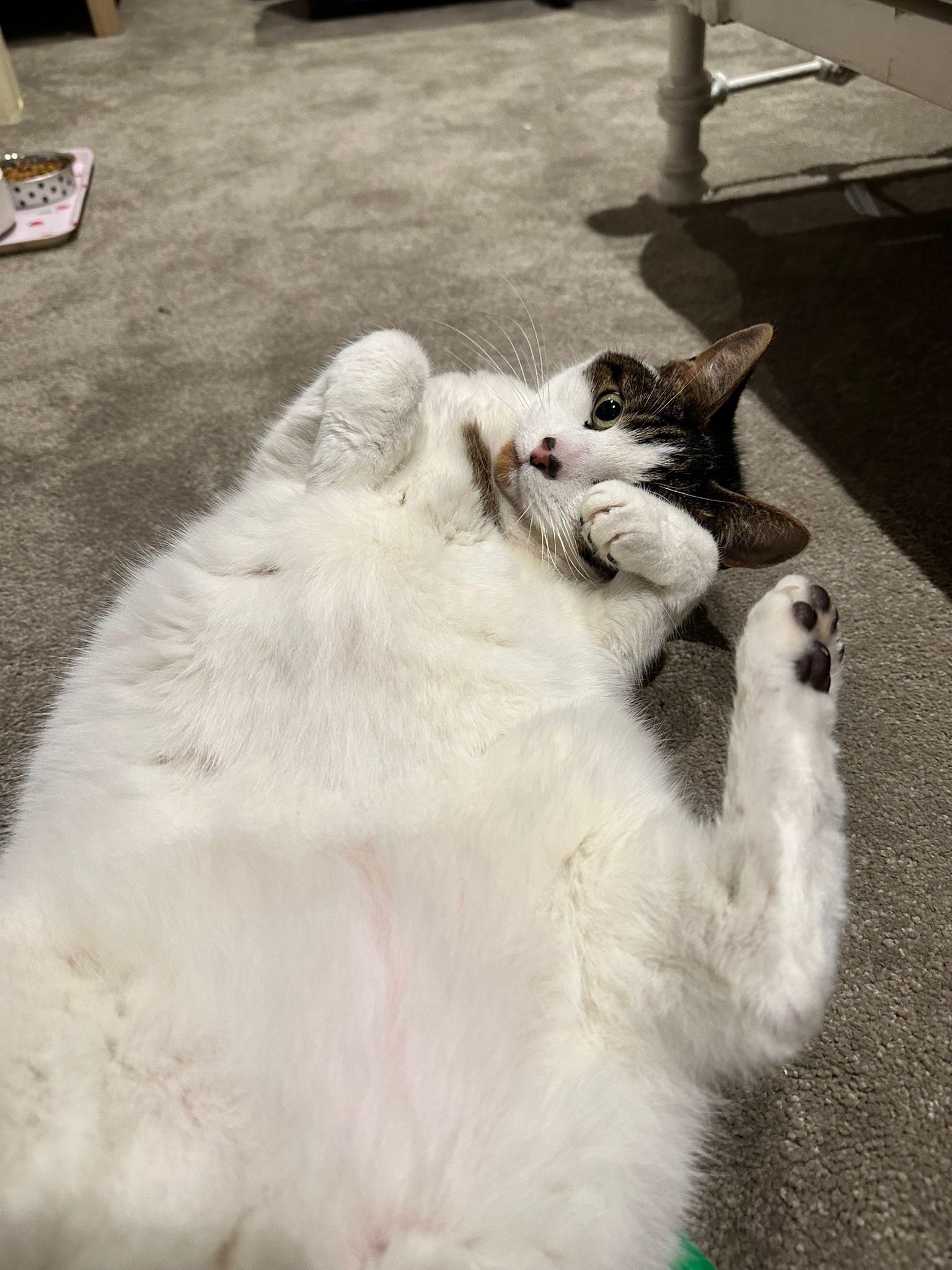 Teddy - Harnham Road, Salisbury