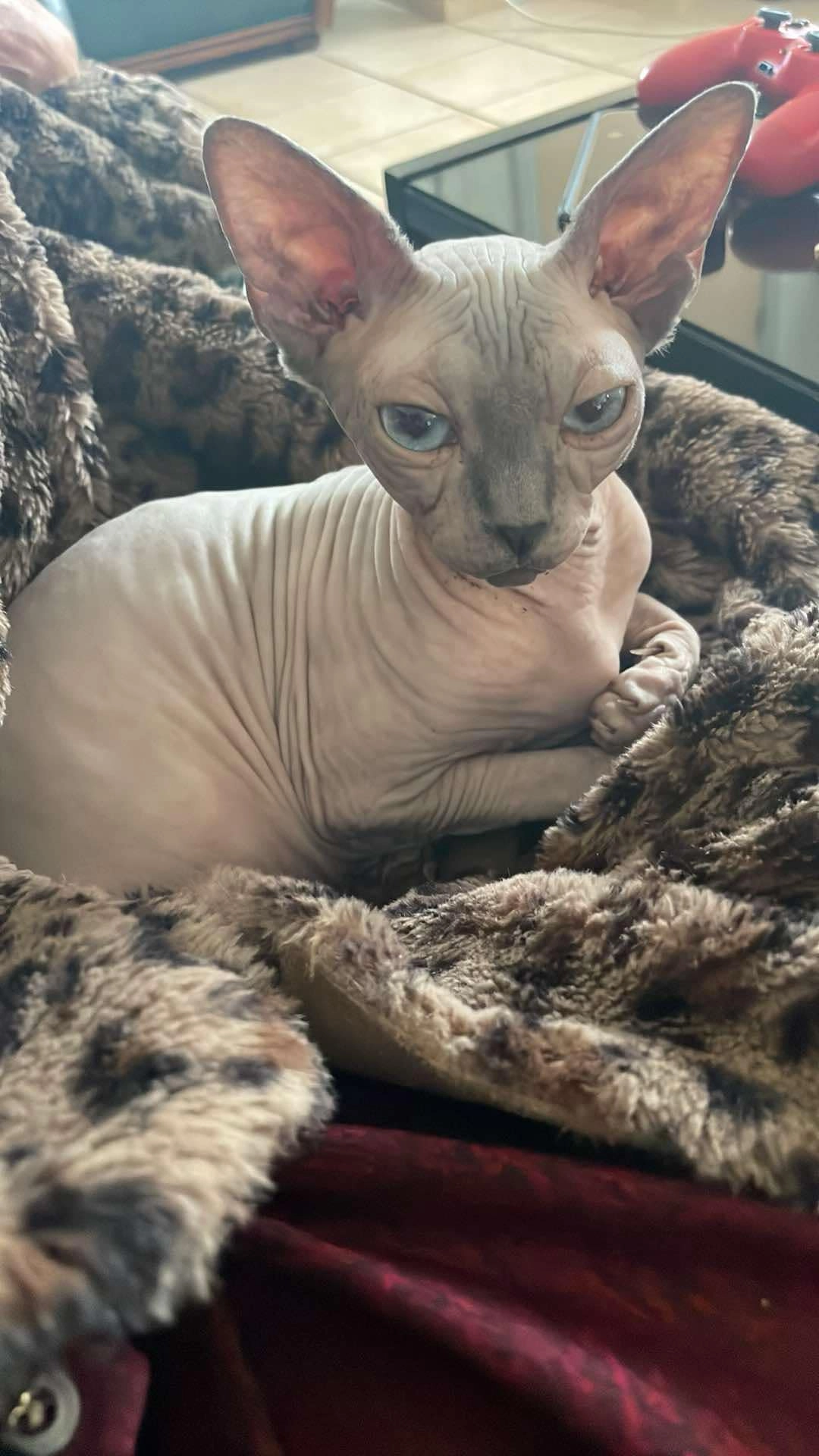 Plumette - Rue Des Orchidées, Tintigny