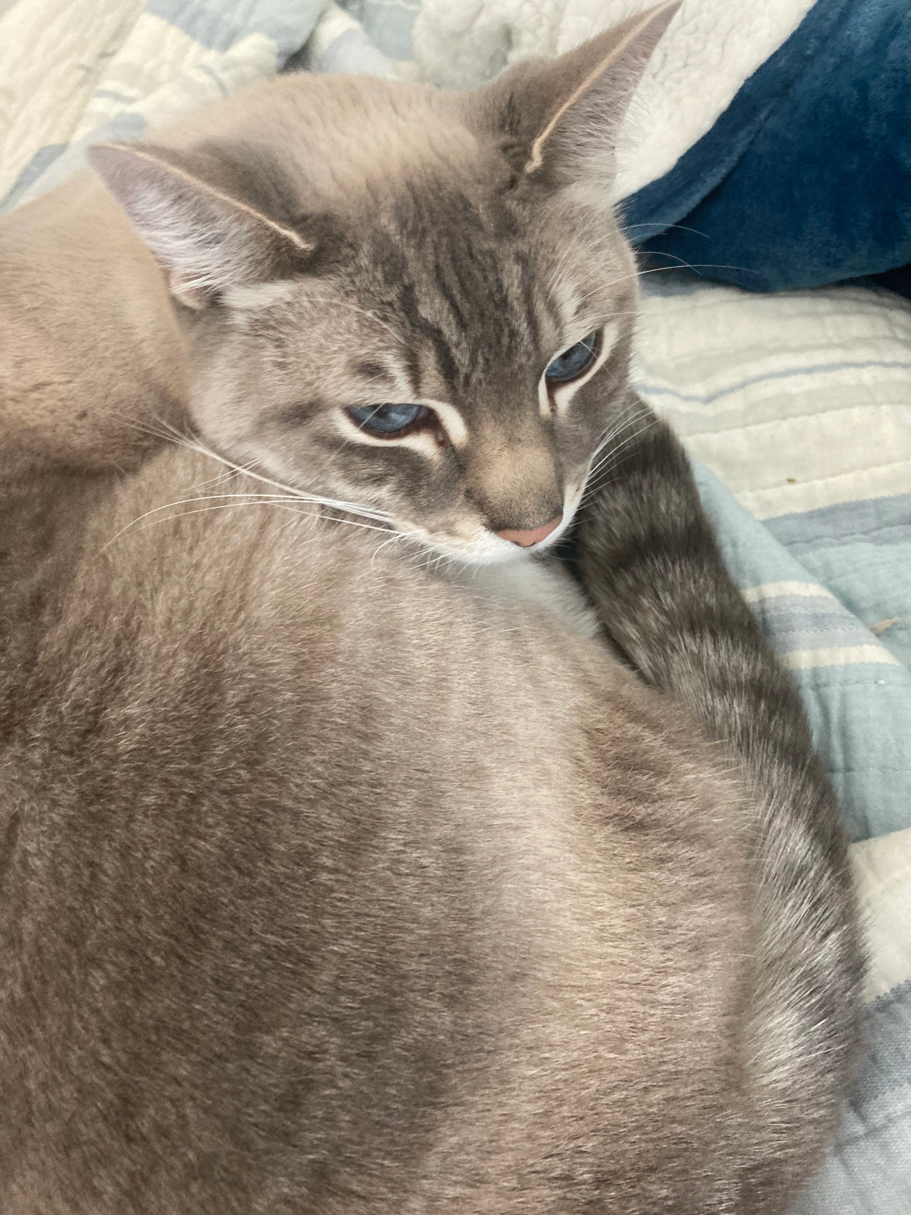 Mewller nickname MewMew - Avenida João Silva Pinto, Vila Nova de Gaia