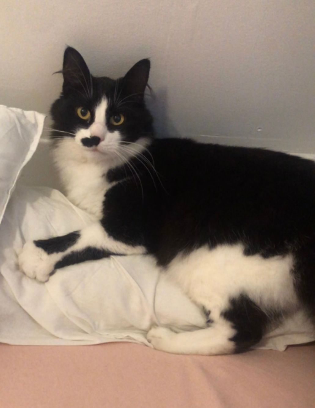 roudoudou  - Rue Thenard, Sens