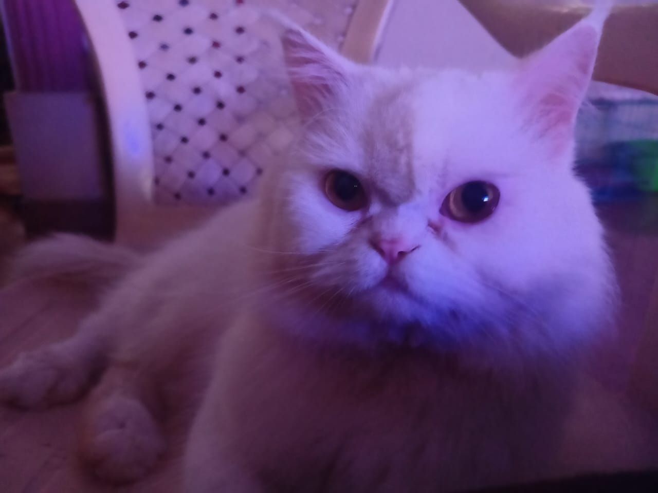 Fluffy  - Market Road, Karkala