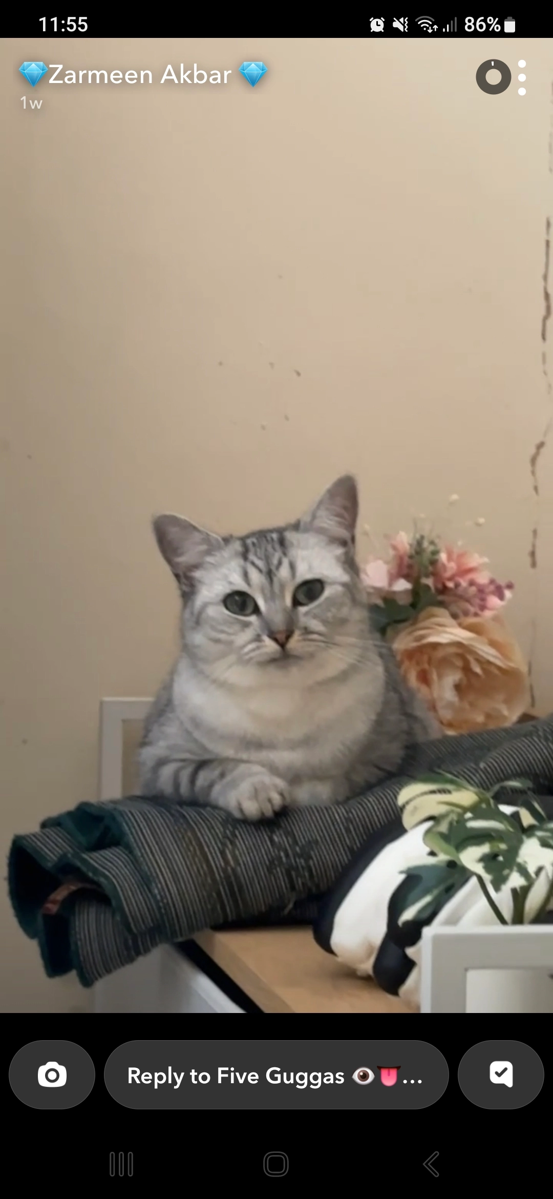 Minnie - 232 Moorbottom Road, Huddersfield