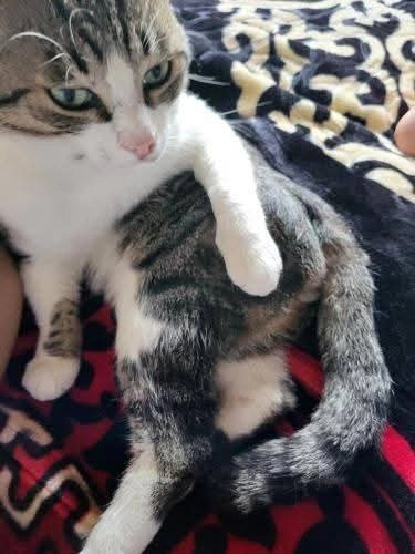 Tsuky - Sterrenlaan, Hoeilaert