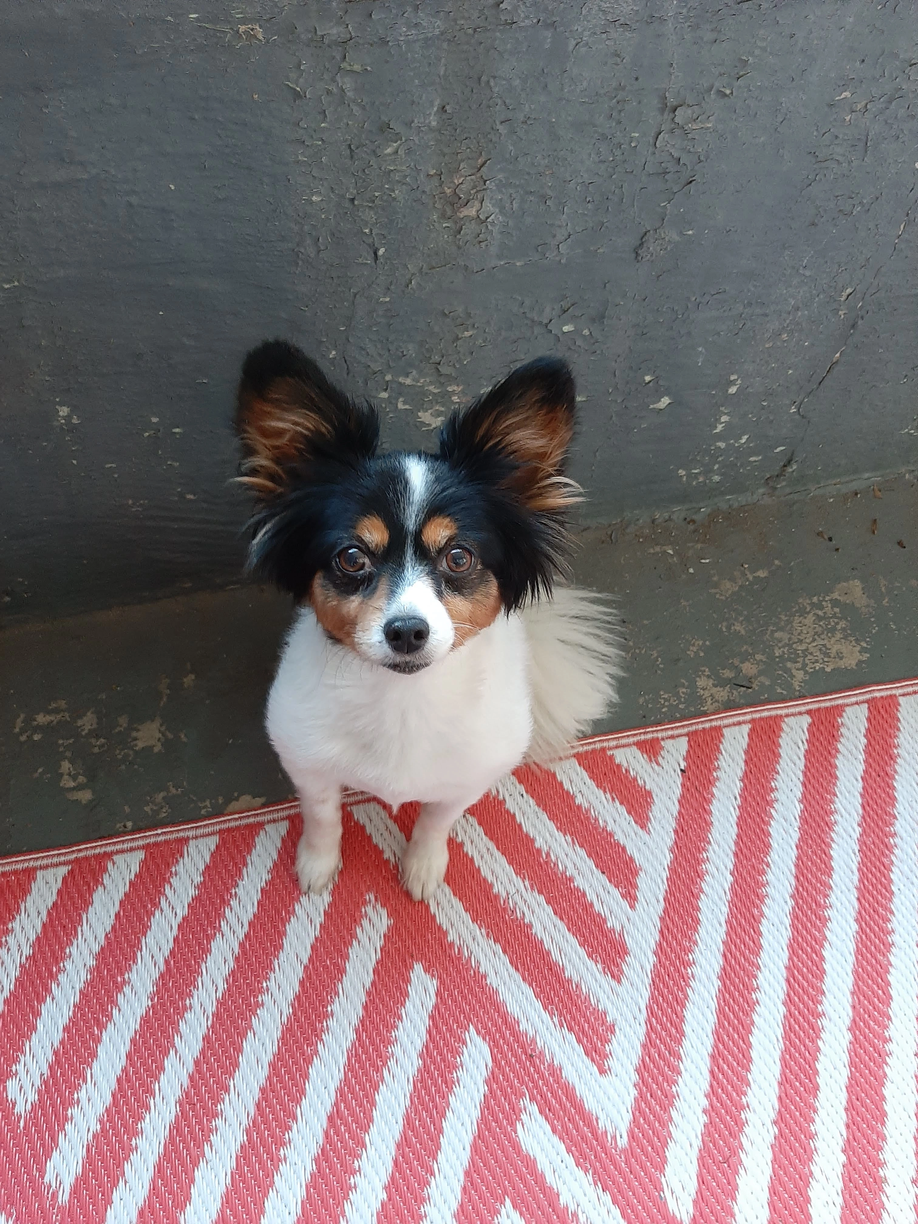 Lacy - Soi Muban The City 88, Thap Tai