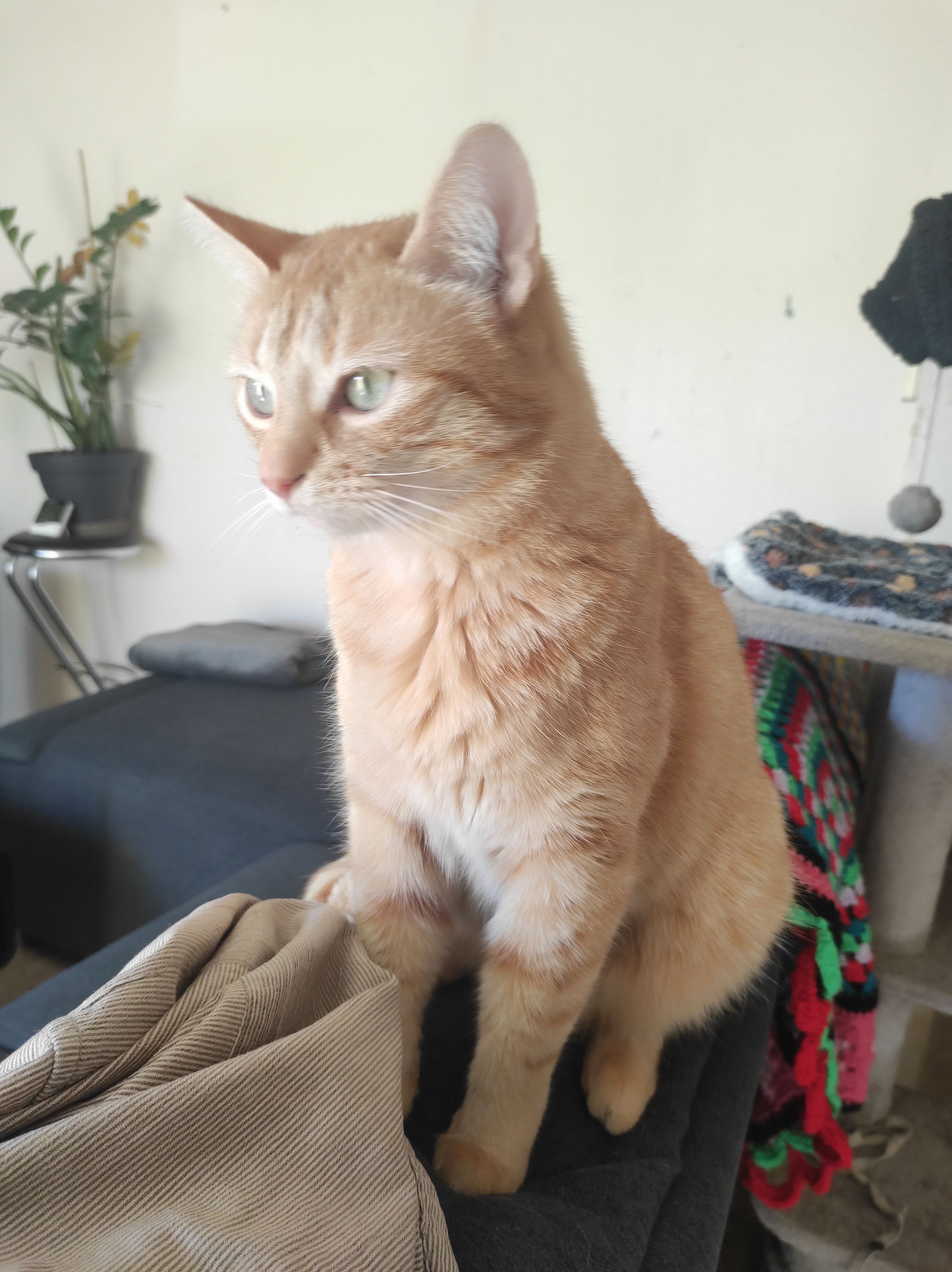 Mouta - Rue des Grescans, Nivillac