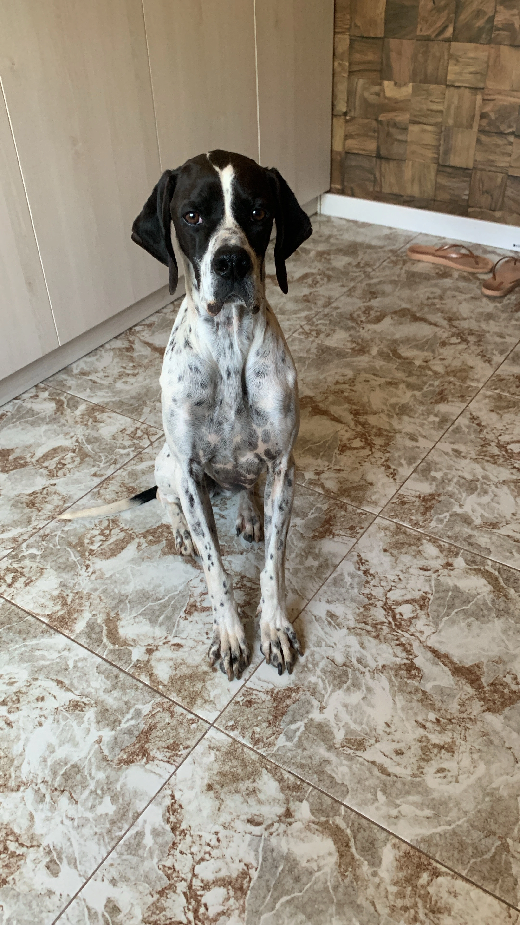 Neula  - Carrer De Les Camèlies, Castellet i la Gornal