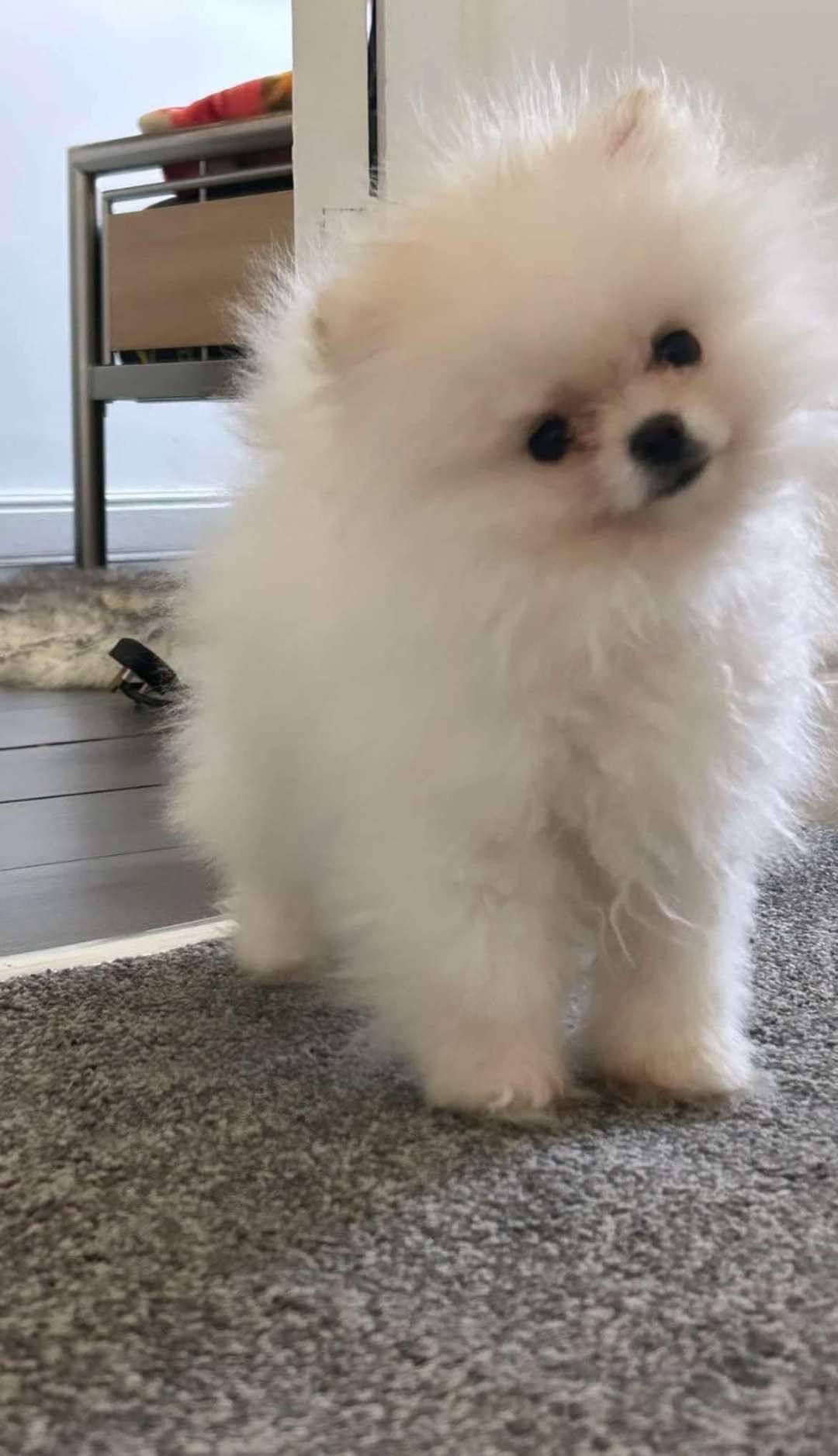 Mojko - Denman Street, Rotherham