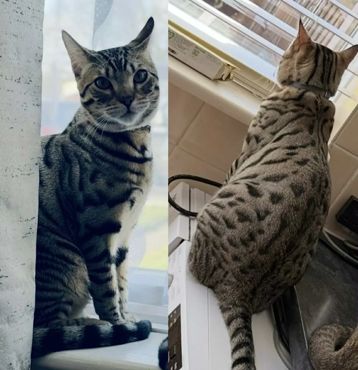 Rycka - DA9 9, Greenhithe